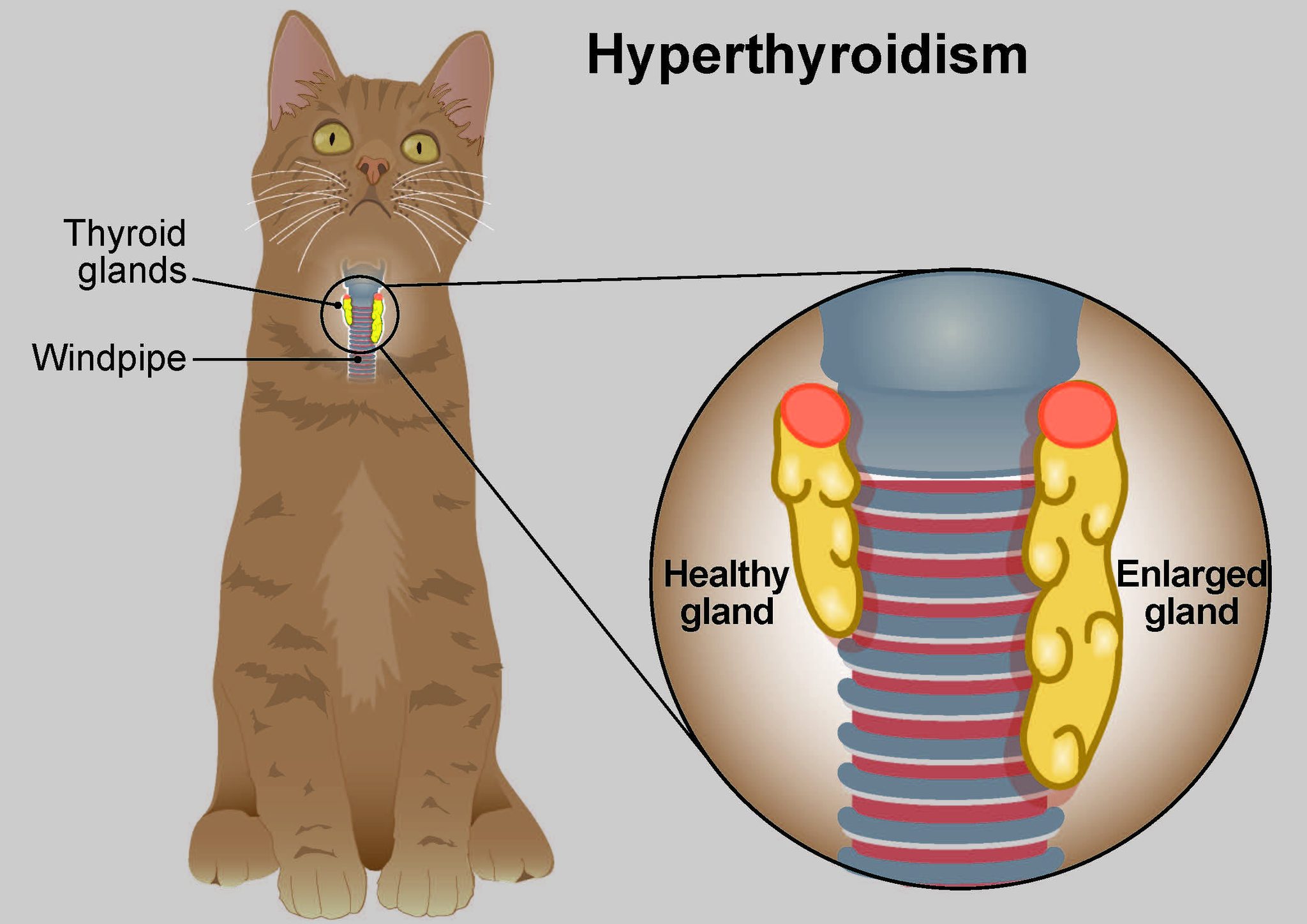 🐱 Is Your Cat... - Care Animal Hospital of Libertyville | Facebook