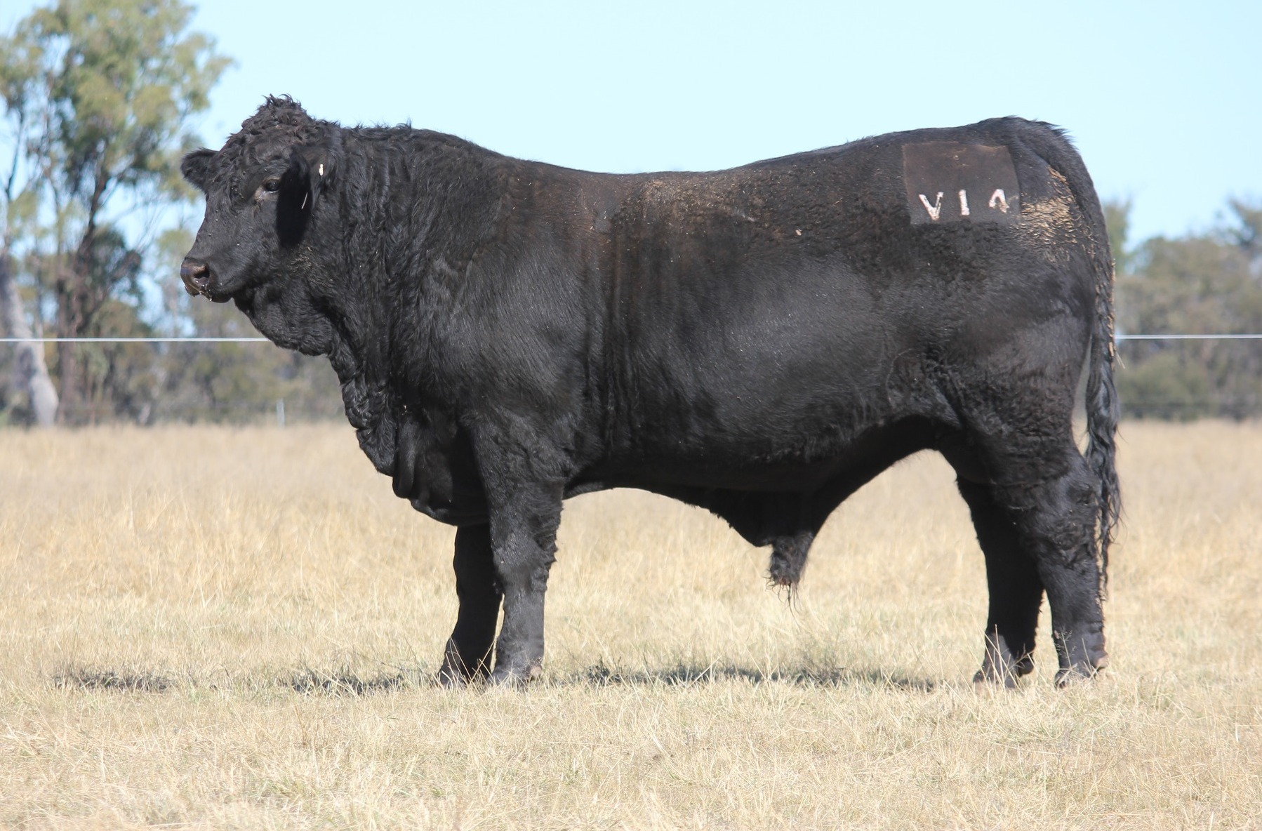 Casa Toro Simmentals