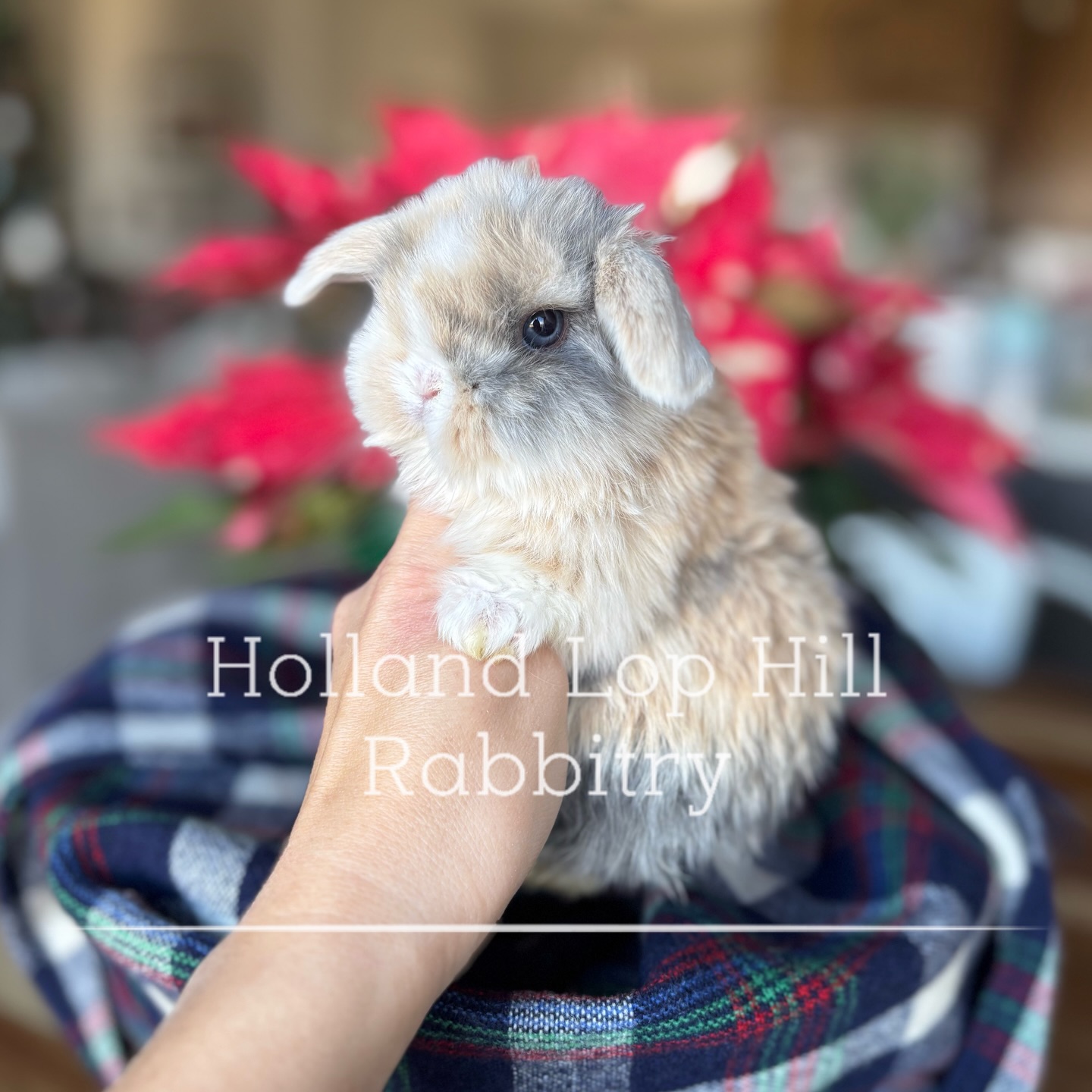 Holland Lop Hill Rabbitry... - Holland Lop Hill Rabbitry