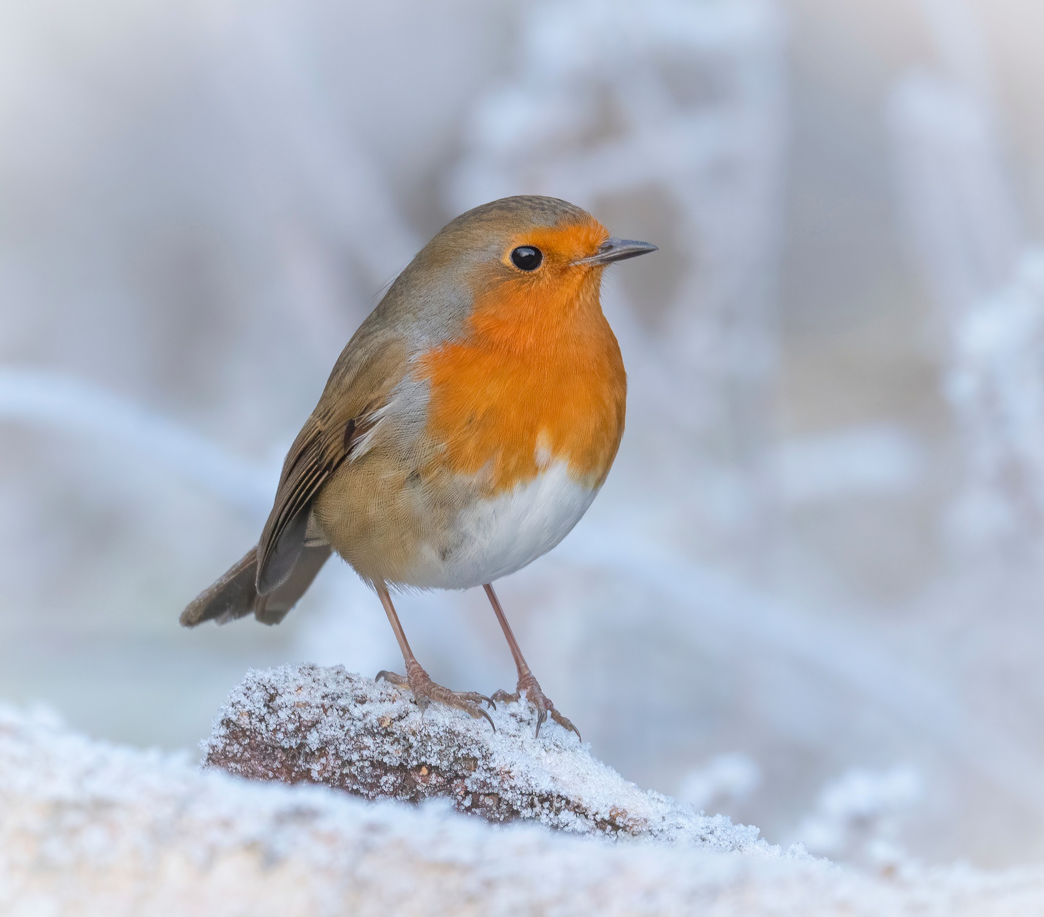 BBC Springwatch - Good evening watchers, a lovely Robin to... | Facebook