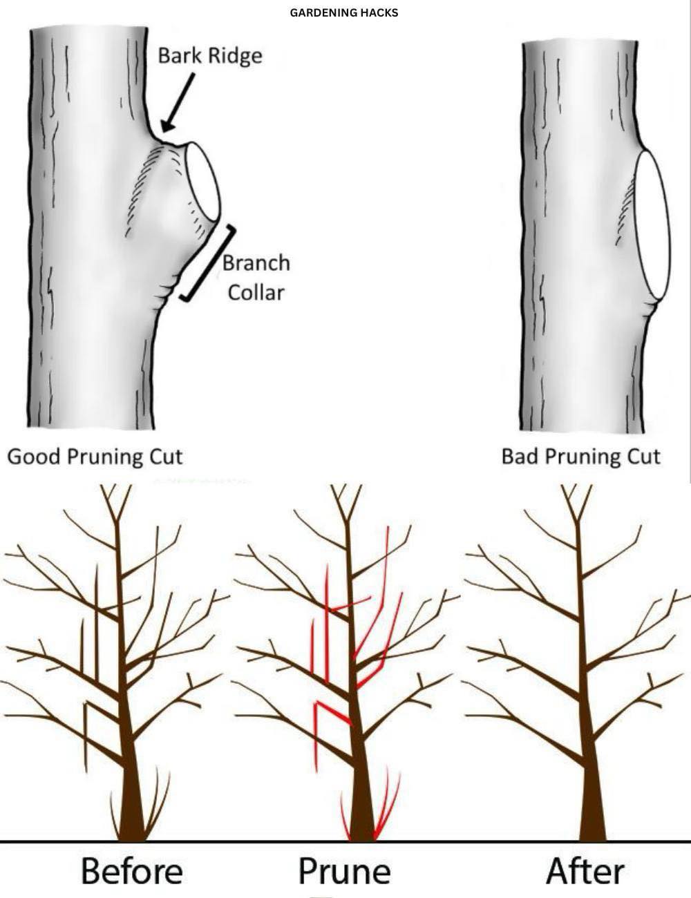 Gardening - How and When to Prune Trees and Shrubs🌳 Full guide in the ...