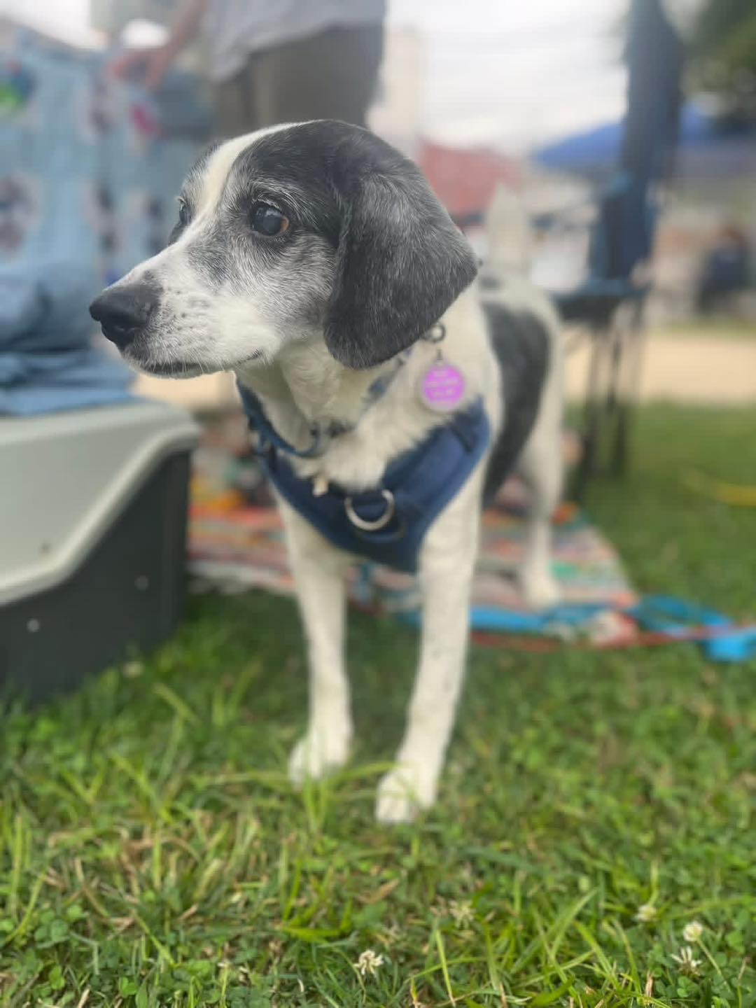 🐾 Meet Charlie 🐾... - Summers County Humane Society/ACWP | Facebook