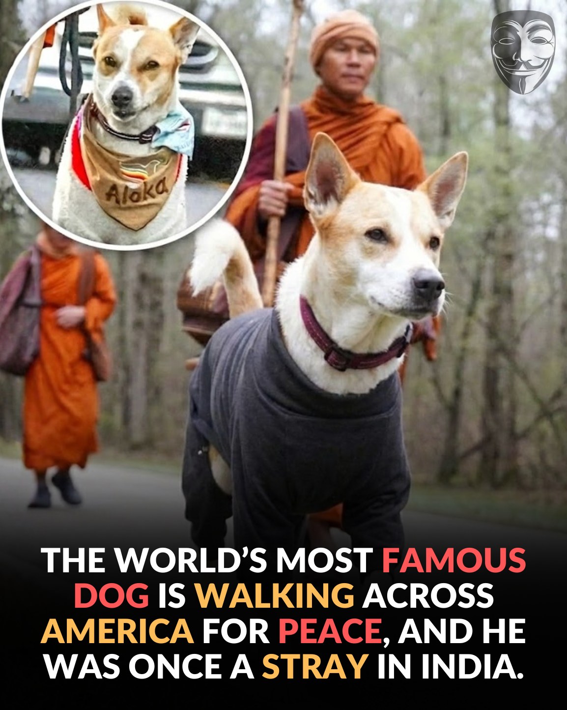 Anonymous - A rescued dog walks thousands of miles spreading calm with ...