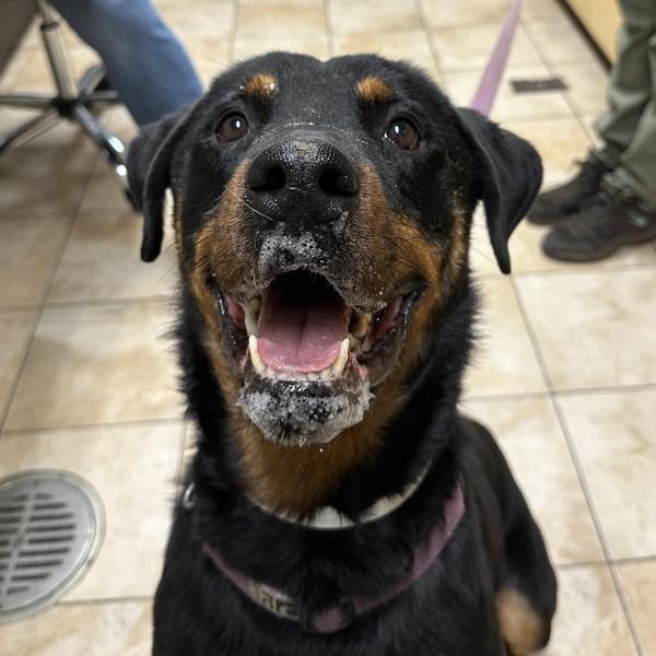 Senior rottweiler adoption in multnomah county