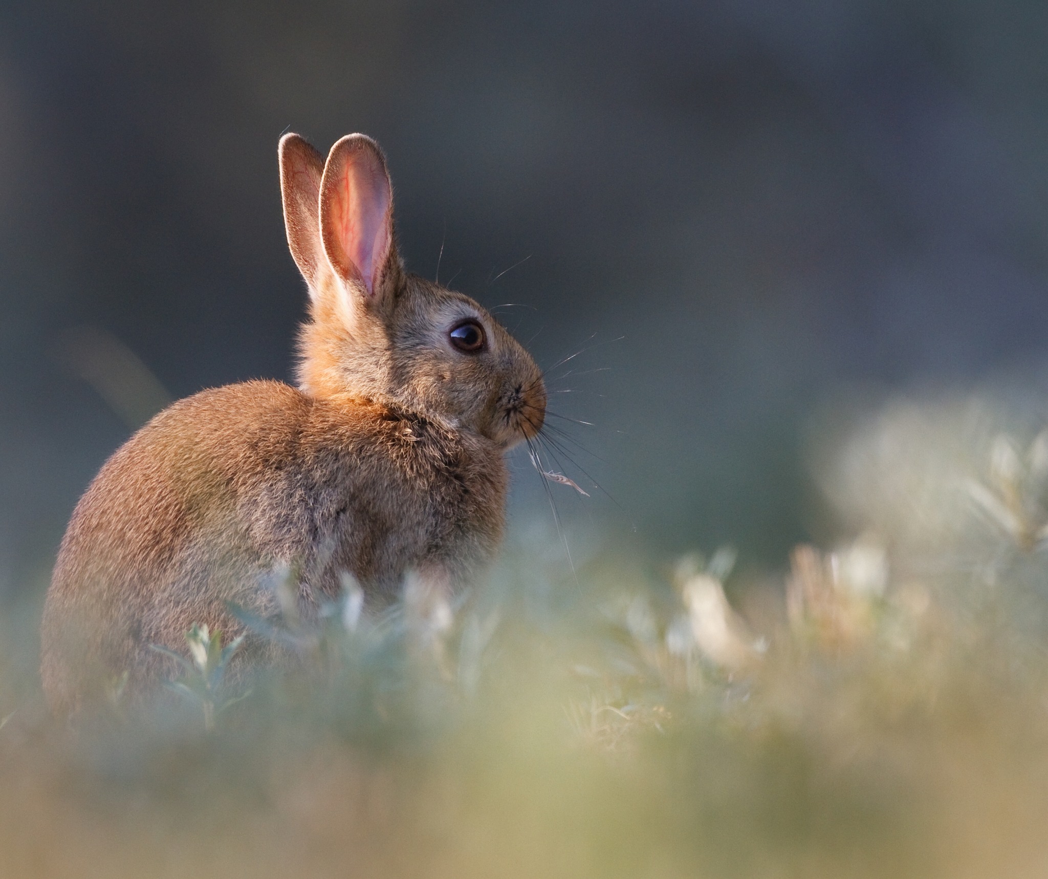 Naracoorte - 🐰RABBIT CONTROL PROGRAM🐰 The Limestone Coast Landscape ...