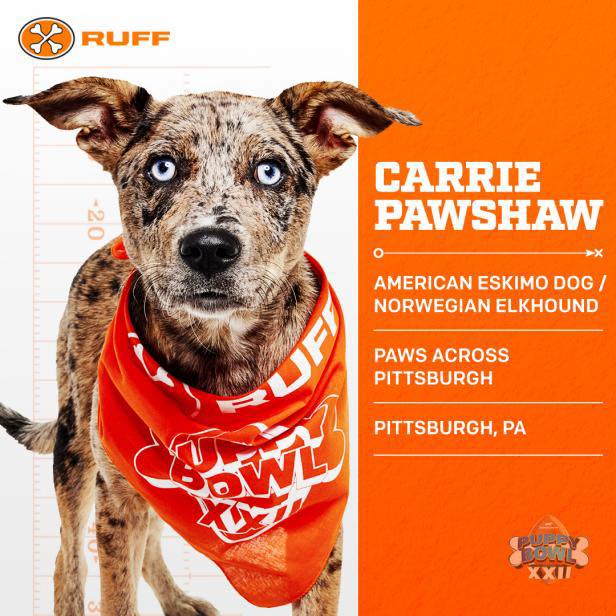 Paws Across Pittsburgh added a... - Paws Across Pittsburgh