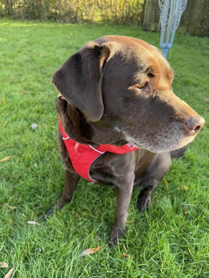 Team Edward Labrador Rescue... - Team Edward Labrador Rescue
