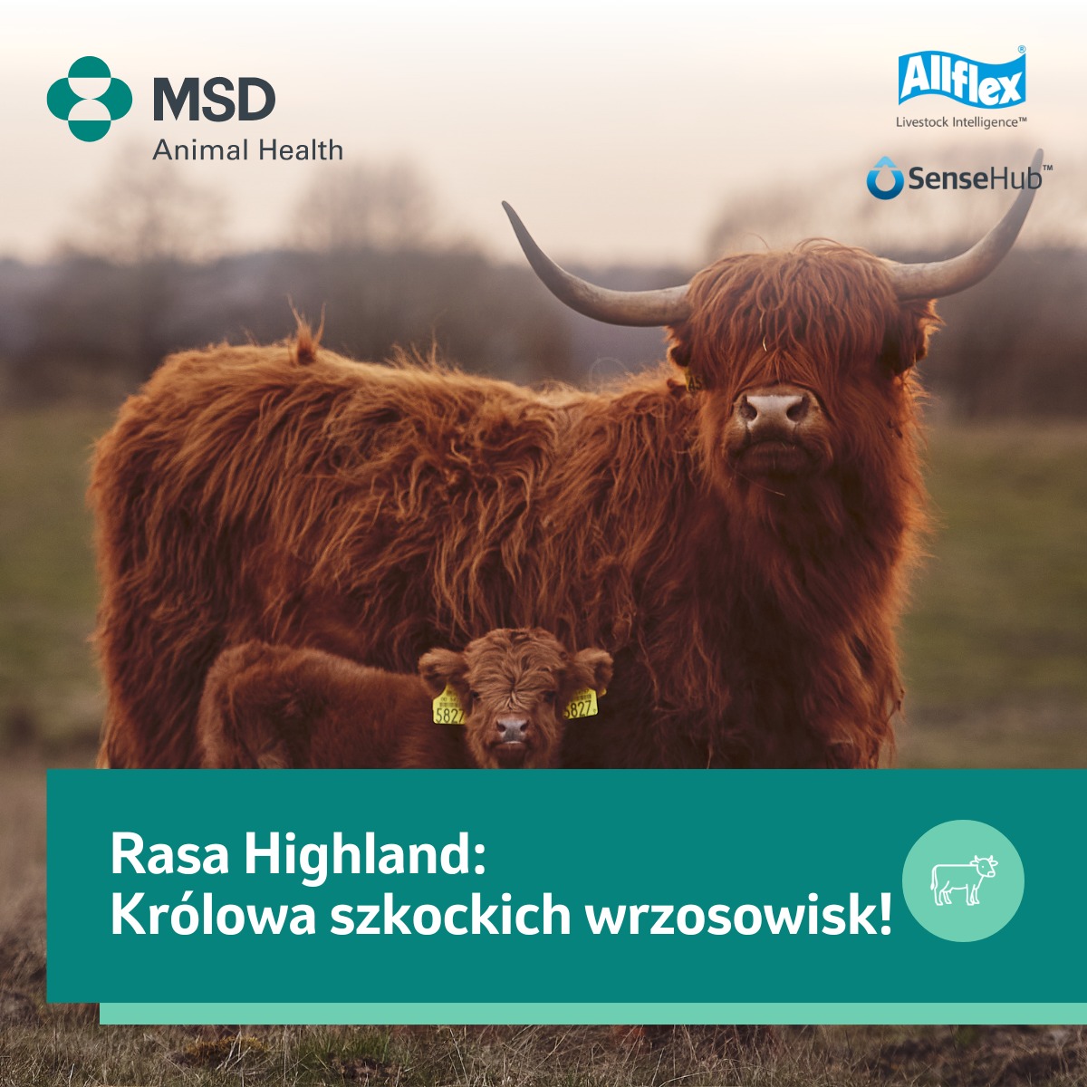 MSD Animal Health Farm Management Solutions - Z okazji dzisiejszego ...