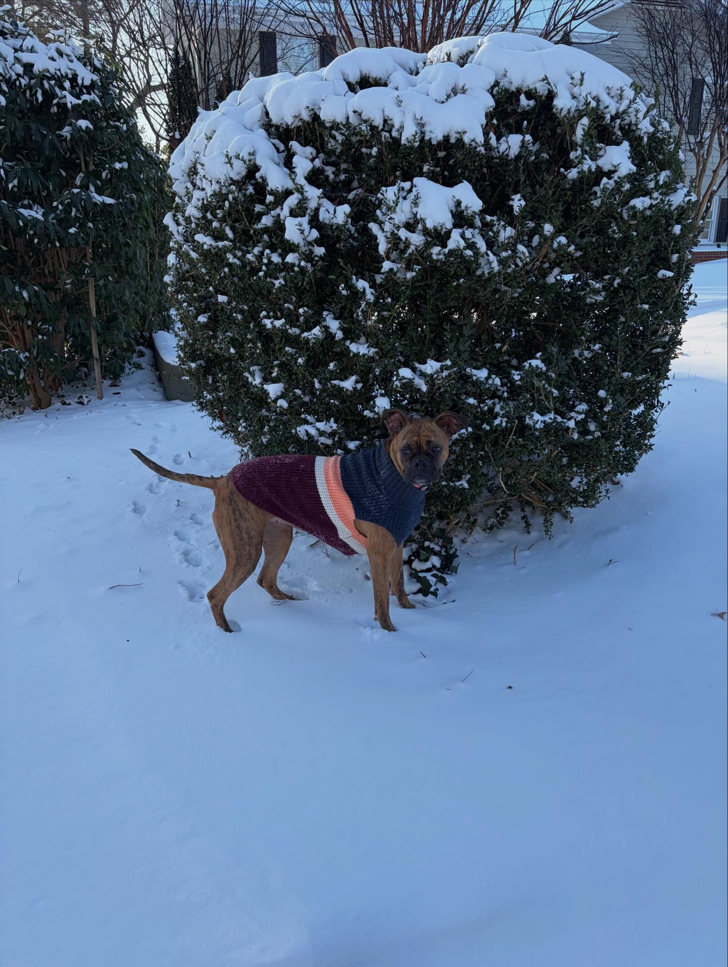 Blue Ridge Boxer Rescue added a... - Blue Ridge Boxer Rescue
