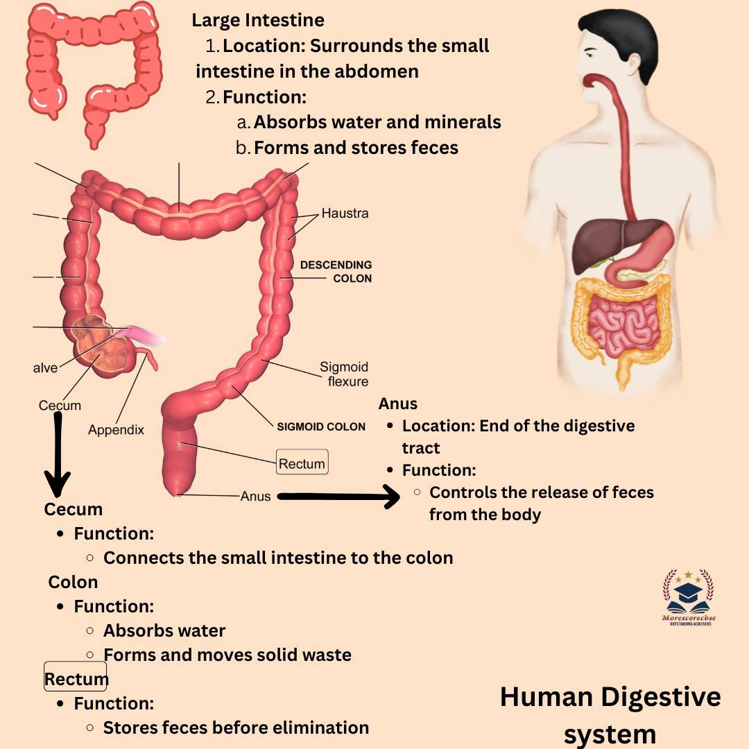 Human Anatomy Group | Bile: The Unsung Hero of Fat Digestion | Facebook