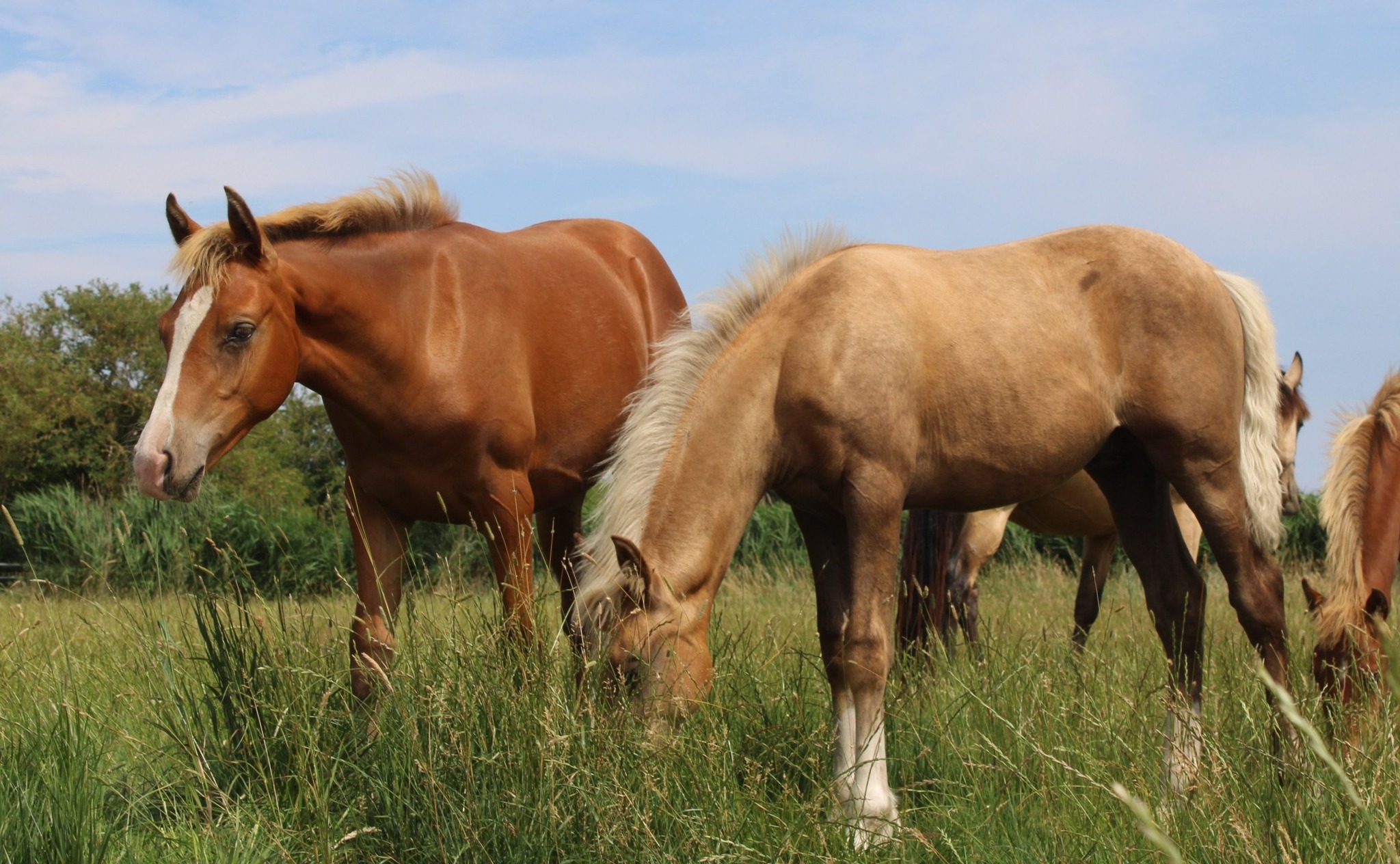 Mistrals Spanish Stud - Palominos, Silver dapple & Buckskin Andalusians ...