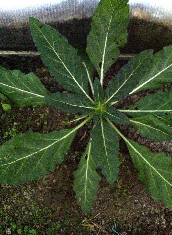 70 Graines De Mandragore - Plante Mythique, Pour Culture Intérieur/extérieur - Graines Fraîches, Facile à Faire Pousser
