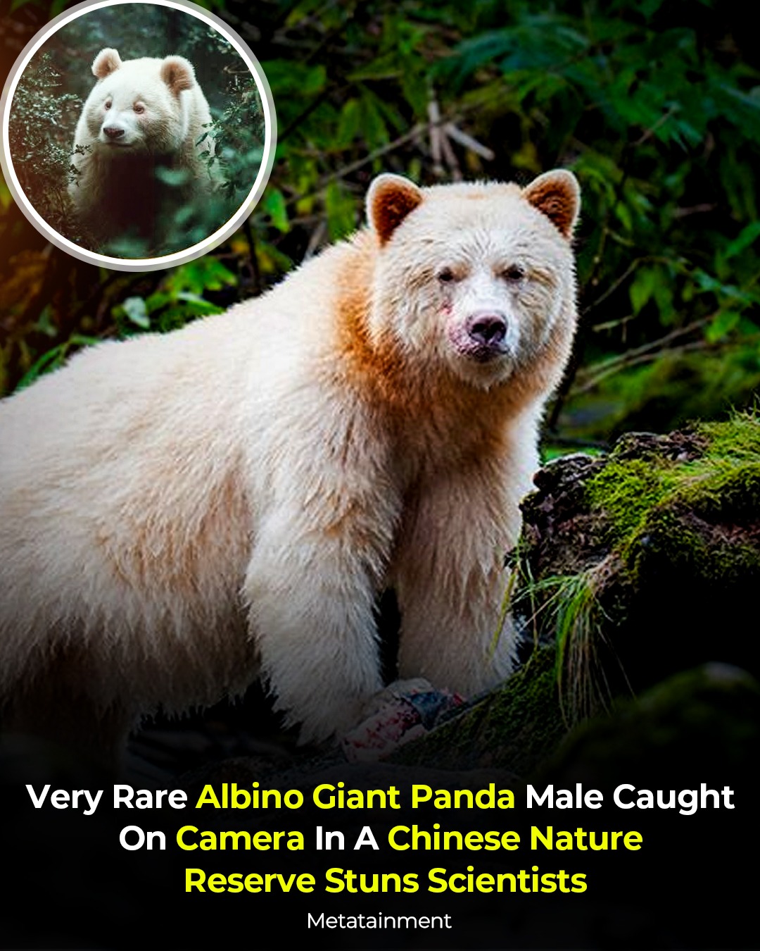A once-in-a-lifetime sighting 🐼✨ — a very rare albino giant