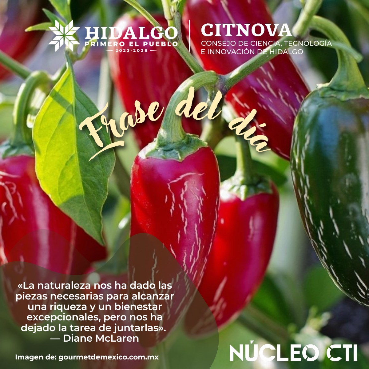 Núcleo - El chile rayado es una variedad del chile jalapeño que ha sido ...