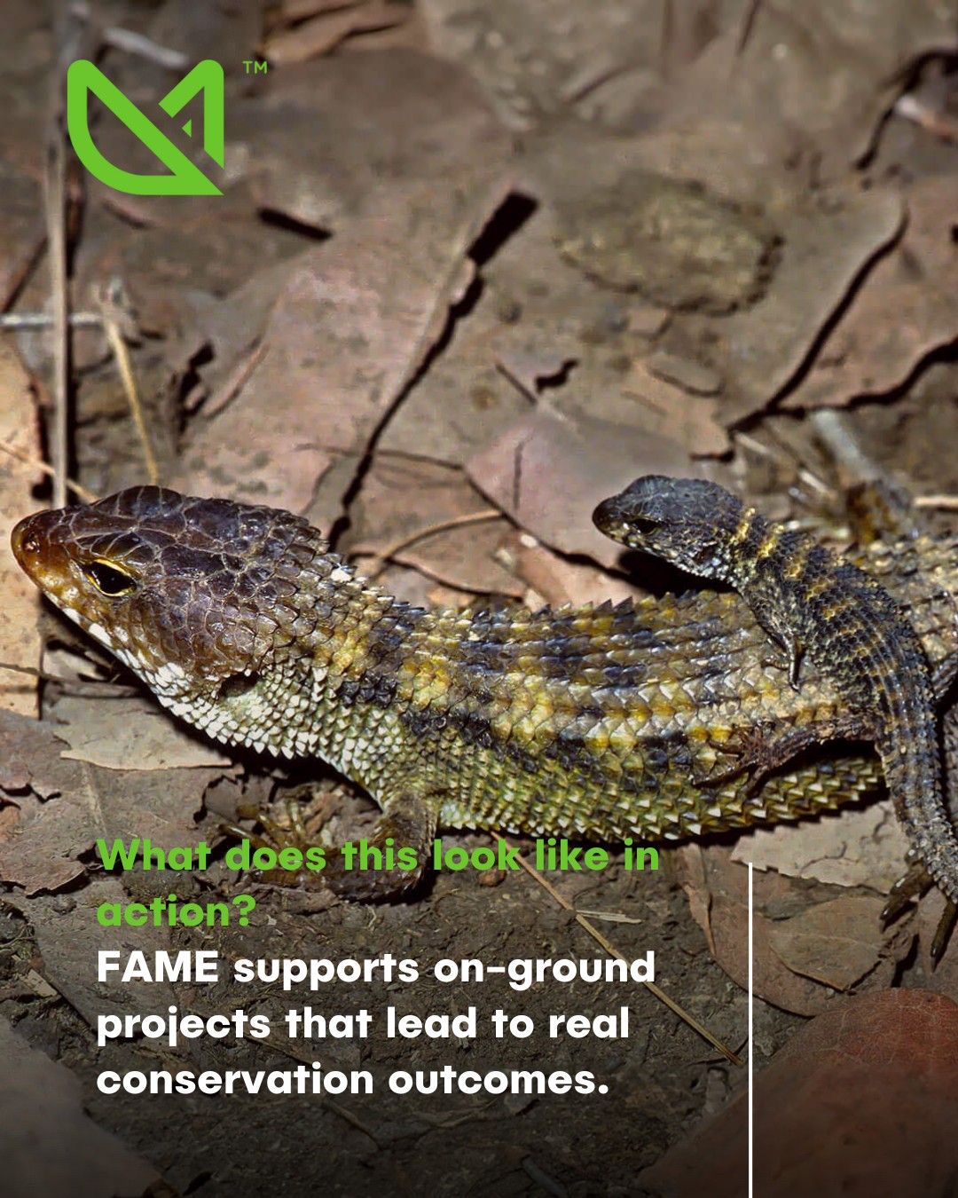 Foundation - IDNYA (Western Quoll) saved from local extinction in the ...
