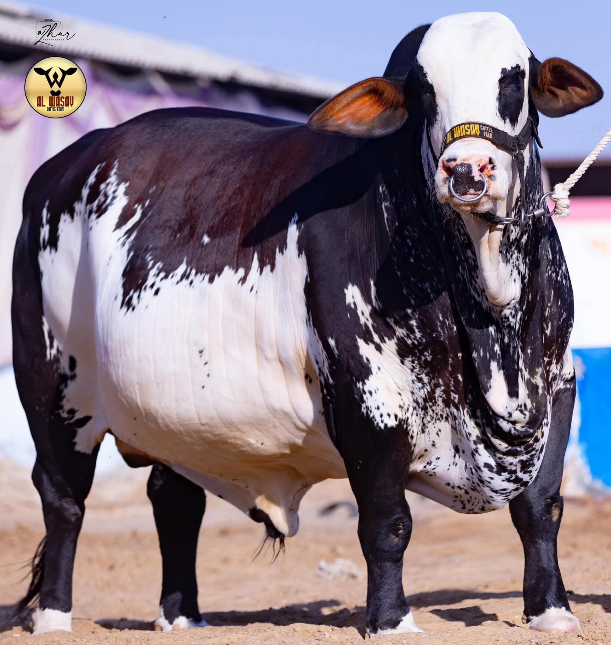 Al Wasay Cattle Farm | Karachi
