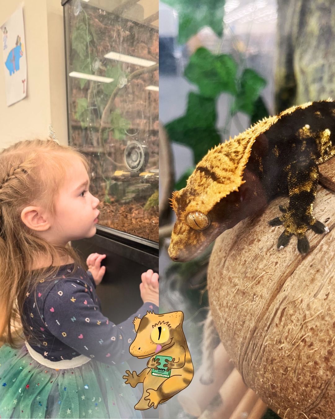 Meet Gordy the Library Gecko,... - Bucks County Free Library | Facebook