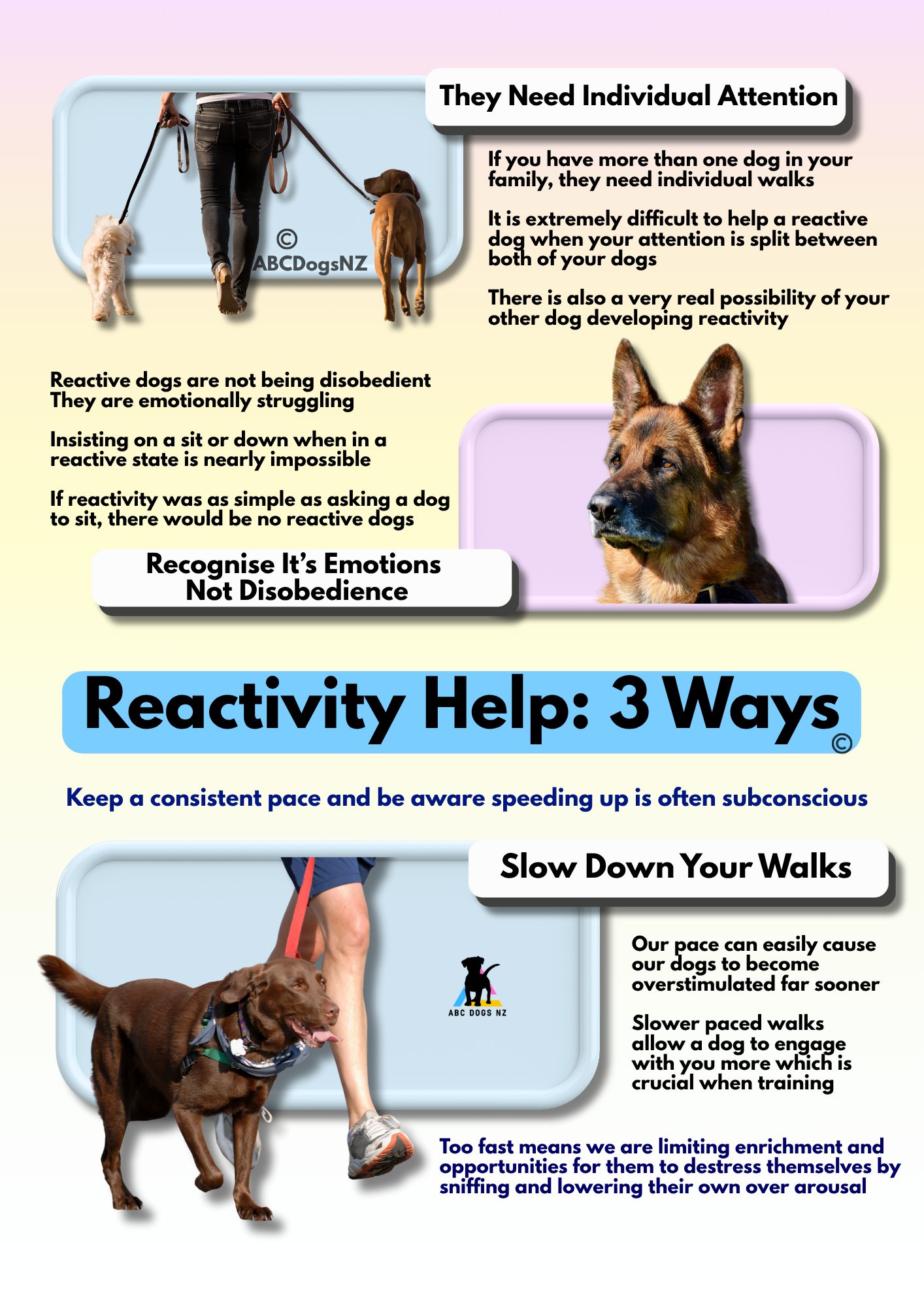 How to Stop Reactivity in Dogs: Proven Techniques