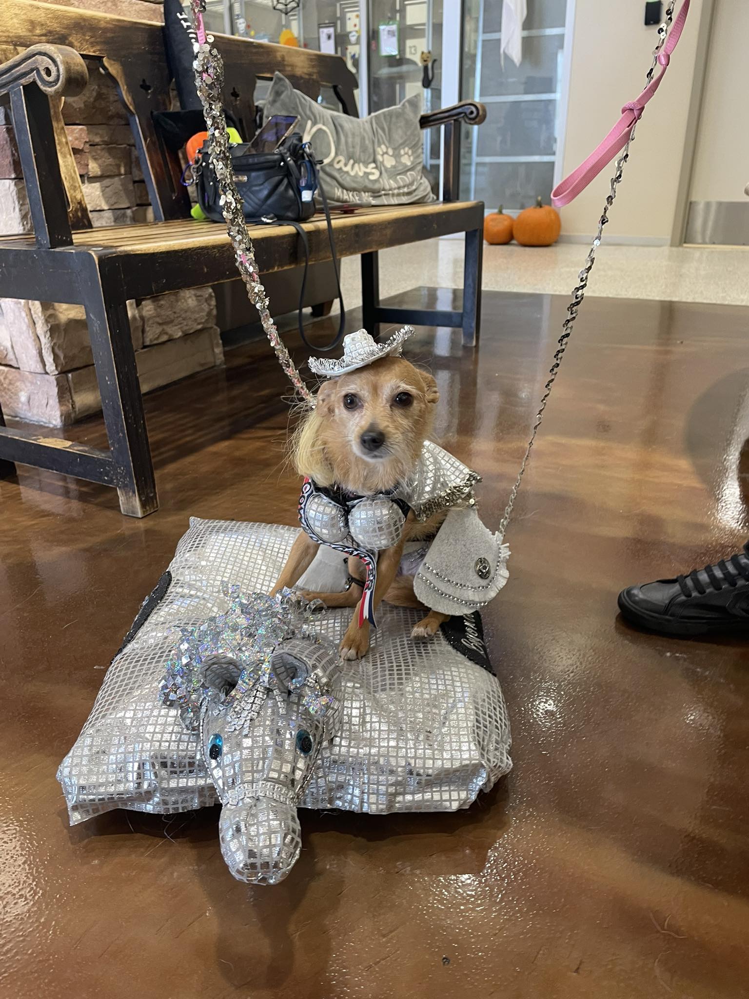 Pasadena - Beyoncé has made a surprise appearance at Pets & Pumpkins ...
