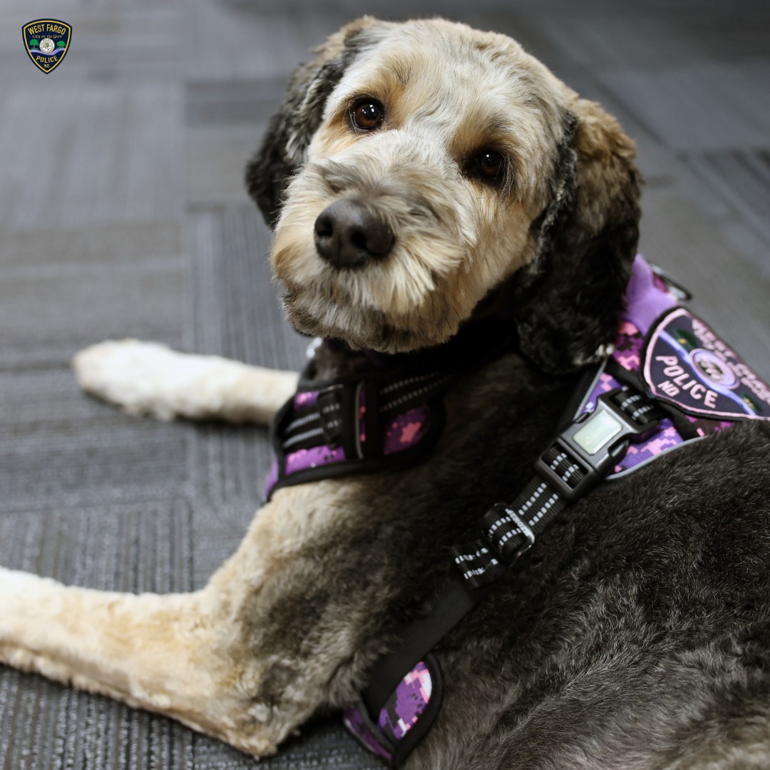 K-9 Labby Appreciation Post... - West Fargo Police Department | Facebook