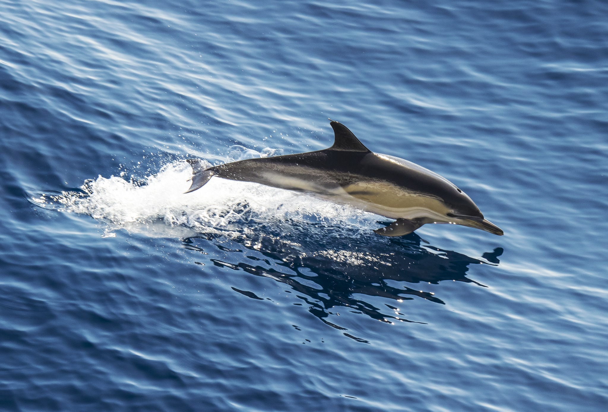 ORCA - White-beaked dolphins are large, powerful animals with ...