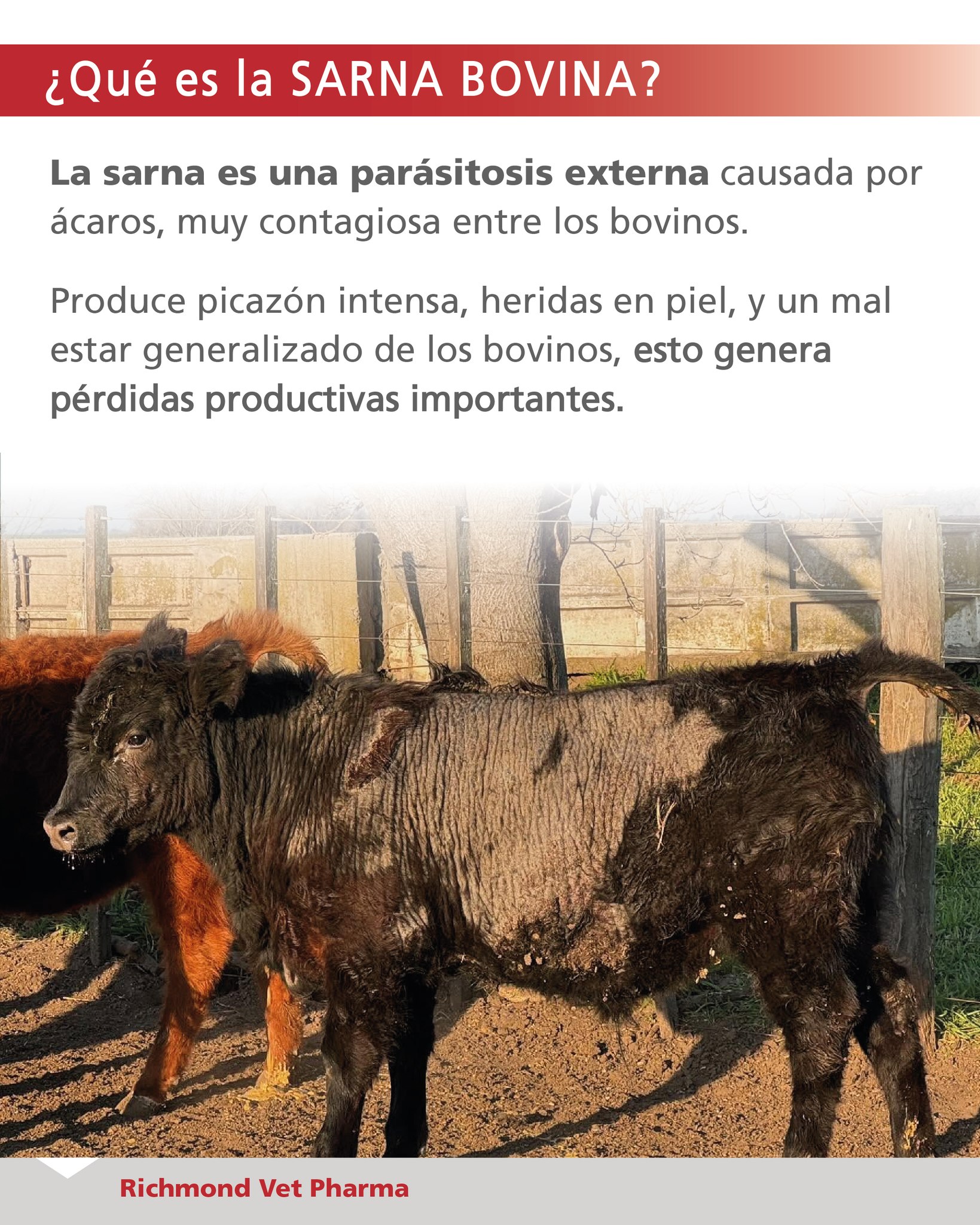 Laboratorios Richmond Division Veterinaria - #Felifat es una # ...