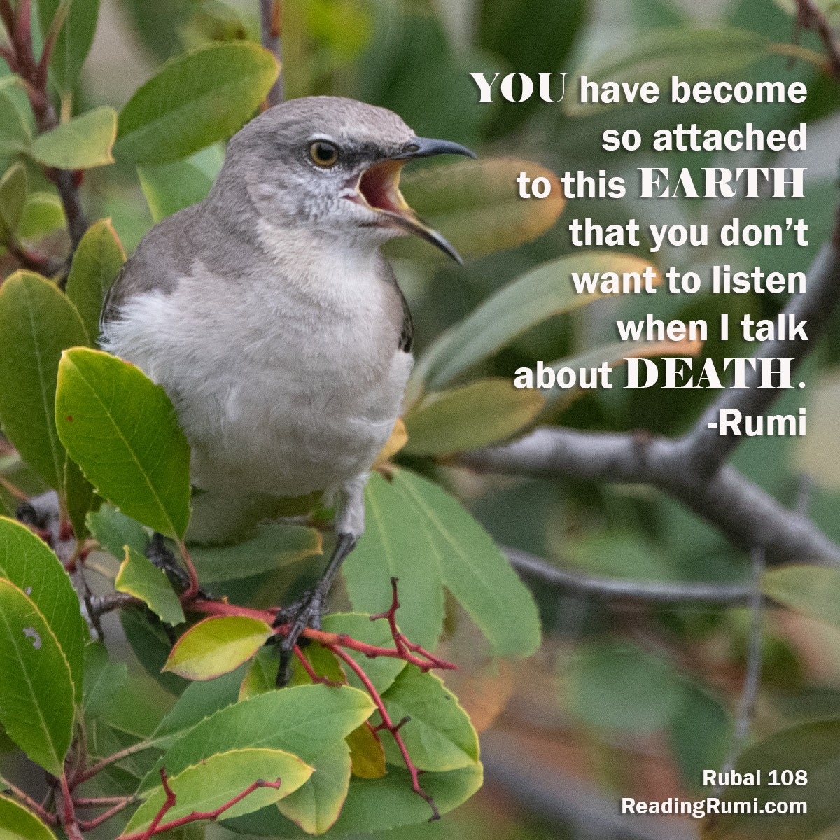 Reading - Go to our website (ReadingRumi) to receive an Ergin ...