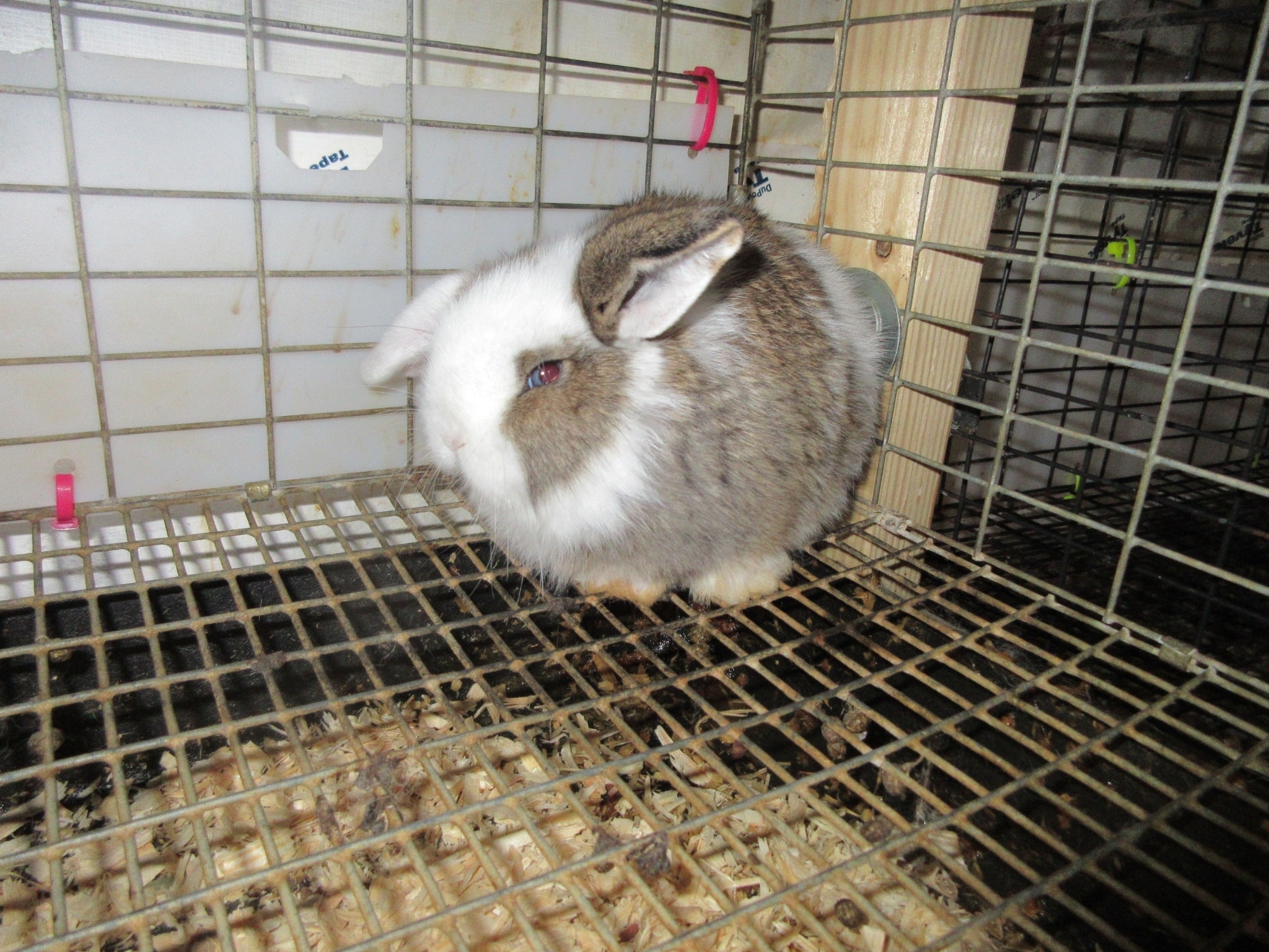 The Rabbit Shack Rabbitry... - The Rabbit Shack Rabbitry