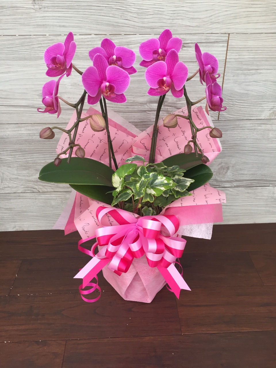 Flower フラワーギフト 胡蝶 蘭 濃い 紫 胡蝶蘭大輪 パープル