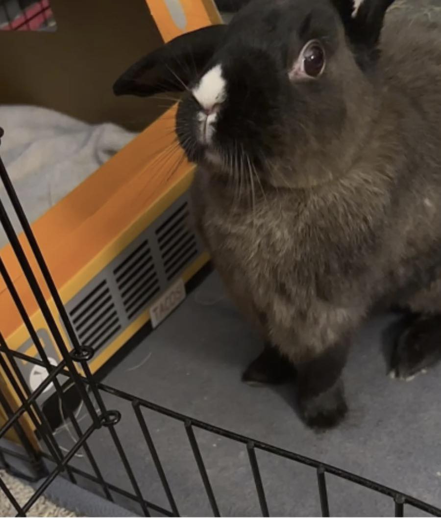 Indiana House Rabbit... - Indiana House Rabbit Society