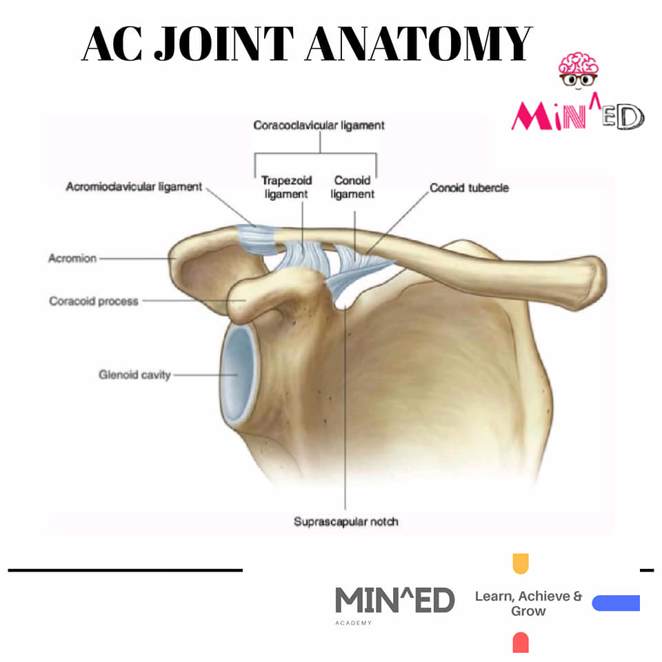 MINED Academy - The acromioclavicular (AC) joint is the...