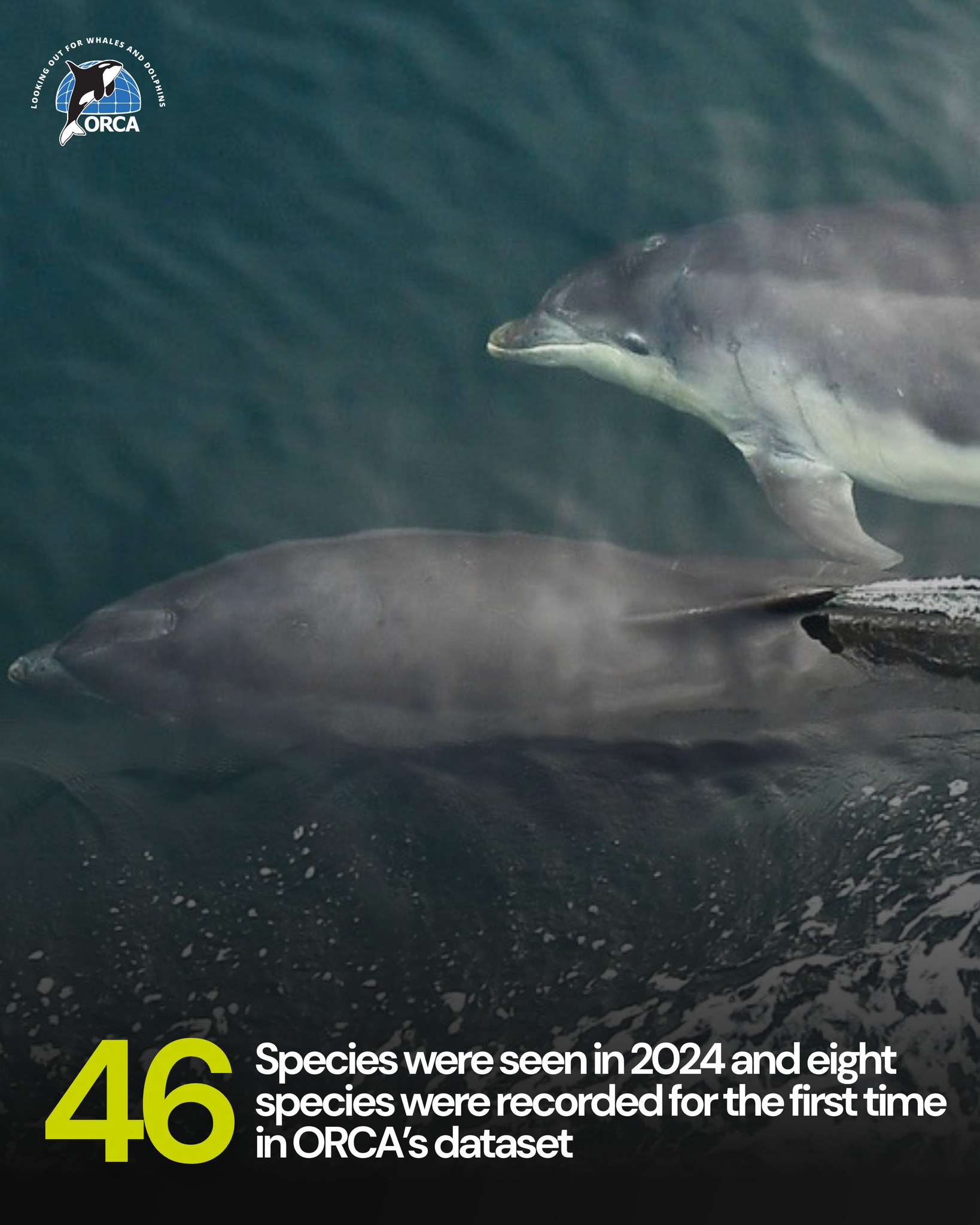 ORCA - In 2024, 46 species were recorded, with eight of them appearing ...