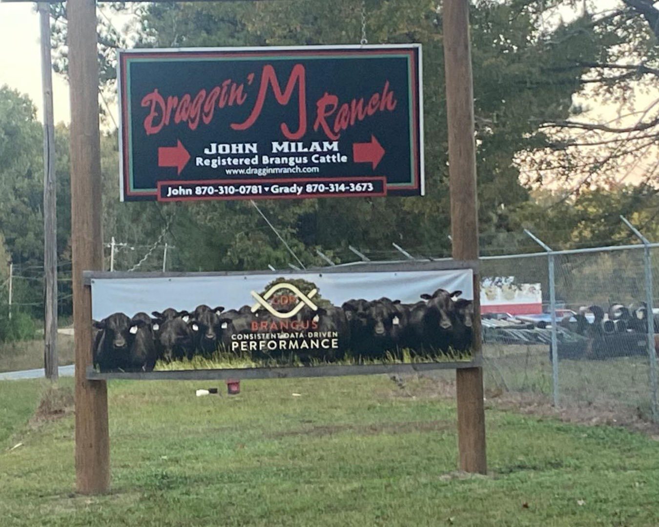 Draggin' M Ranch - Registered Brangus Cattle | El Dorado AR