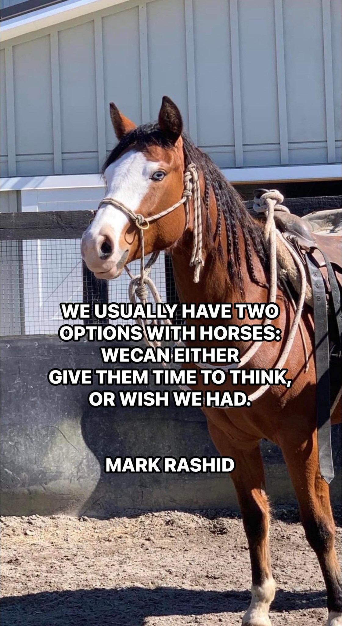 Horse - Wise words.. | Facebook