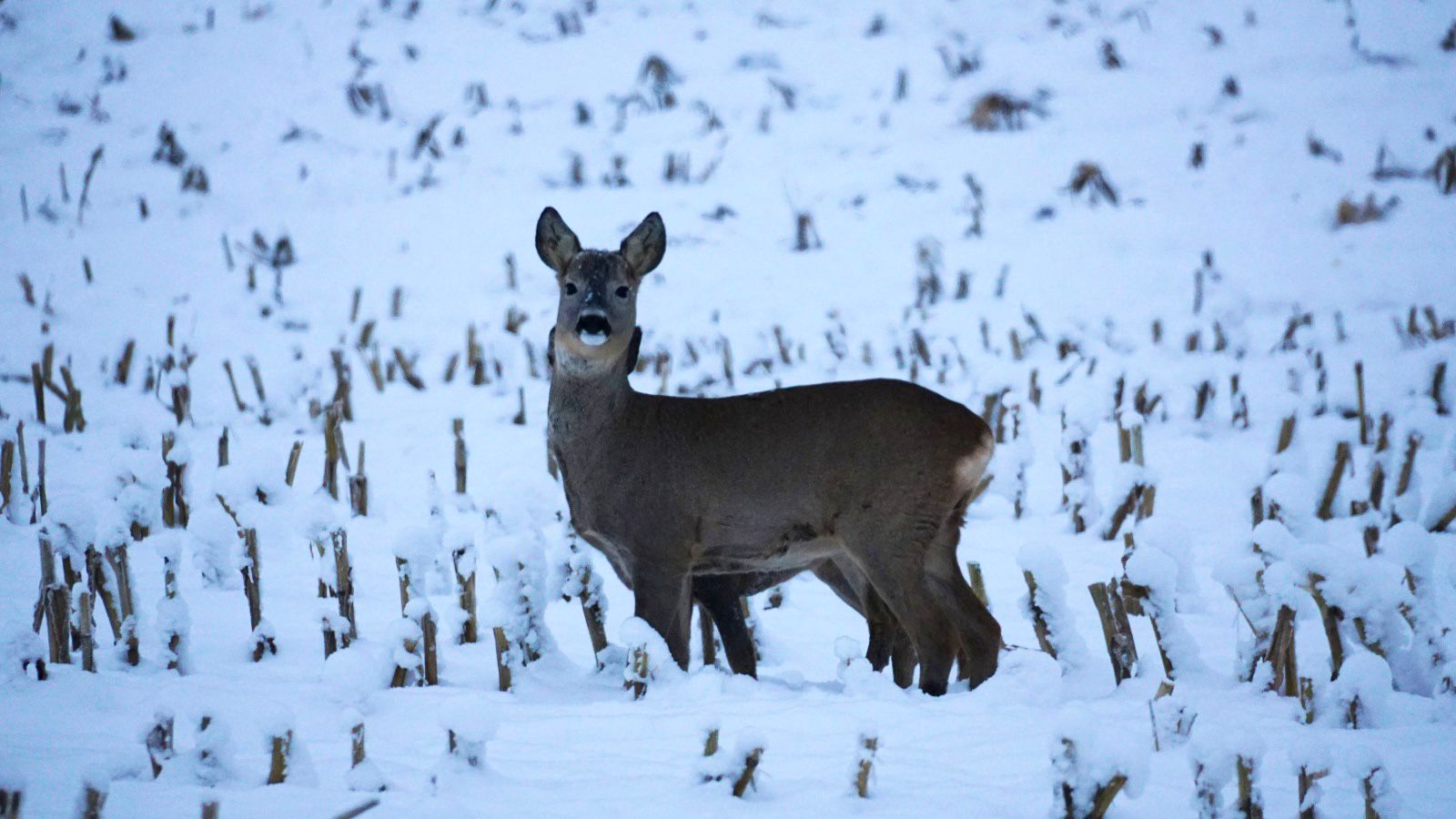 FACE - ️ How wildlife survives winter – insights from Sweden 🇸🇪 The ...