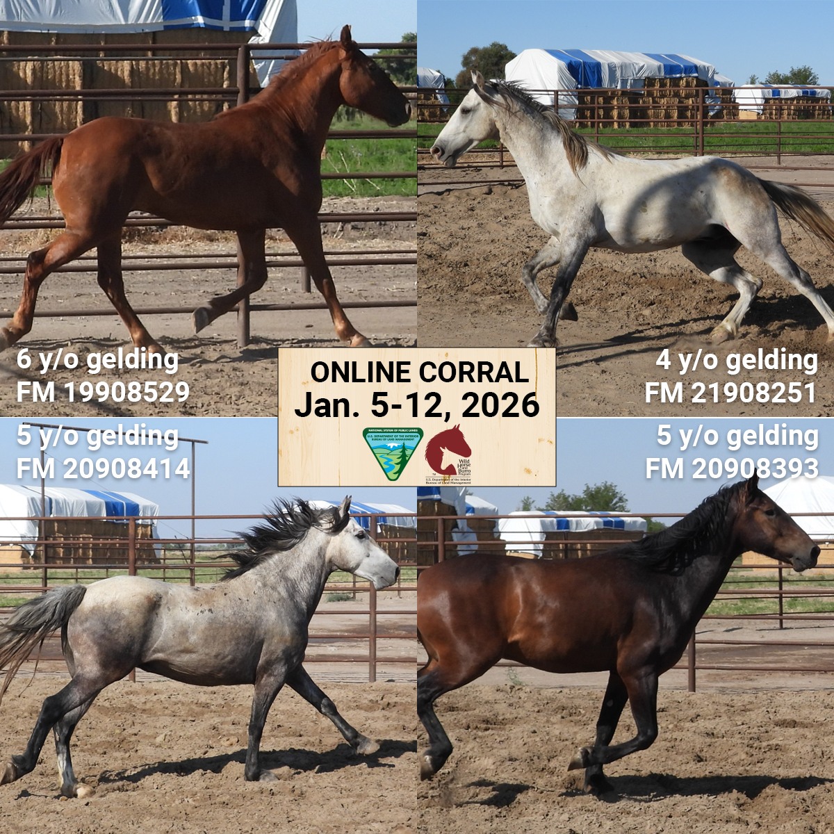 Upcoming sport horse auction with nice types