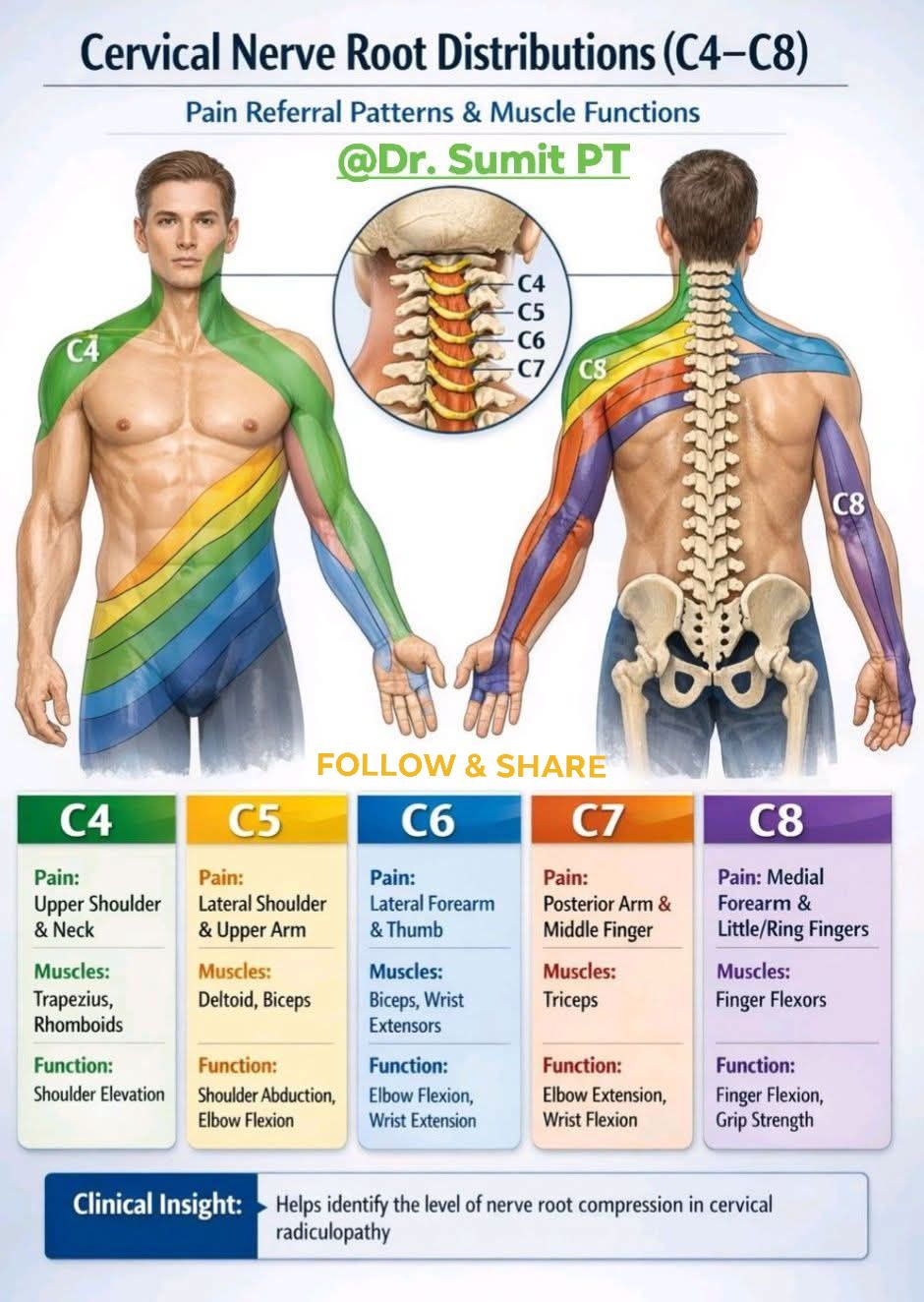 Dr. - CERVICAL NERVE ROOT DISTRIBUTIONS ( C4-C8) #fblifestyle # ...