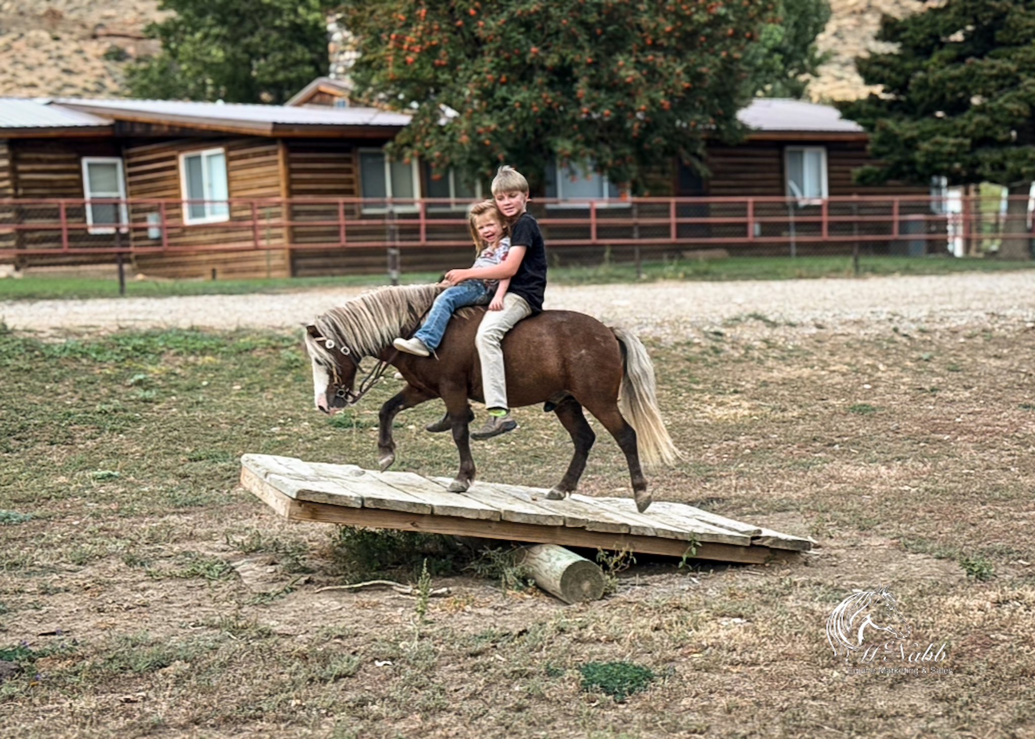 Quarter Circle 4R Ranch... - Quarter Circle 4R Ranch Horses