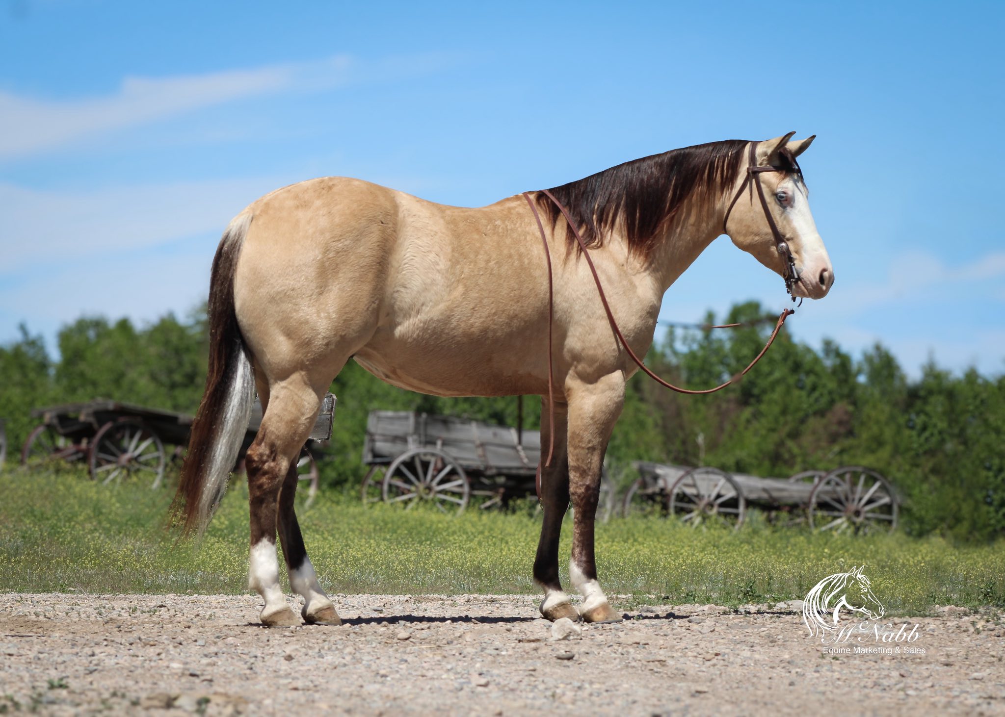 Quarter Circle 4R Ranch... - Quarter Circle 4R Ranch Horses