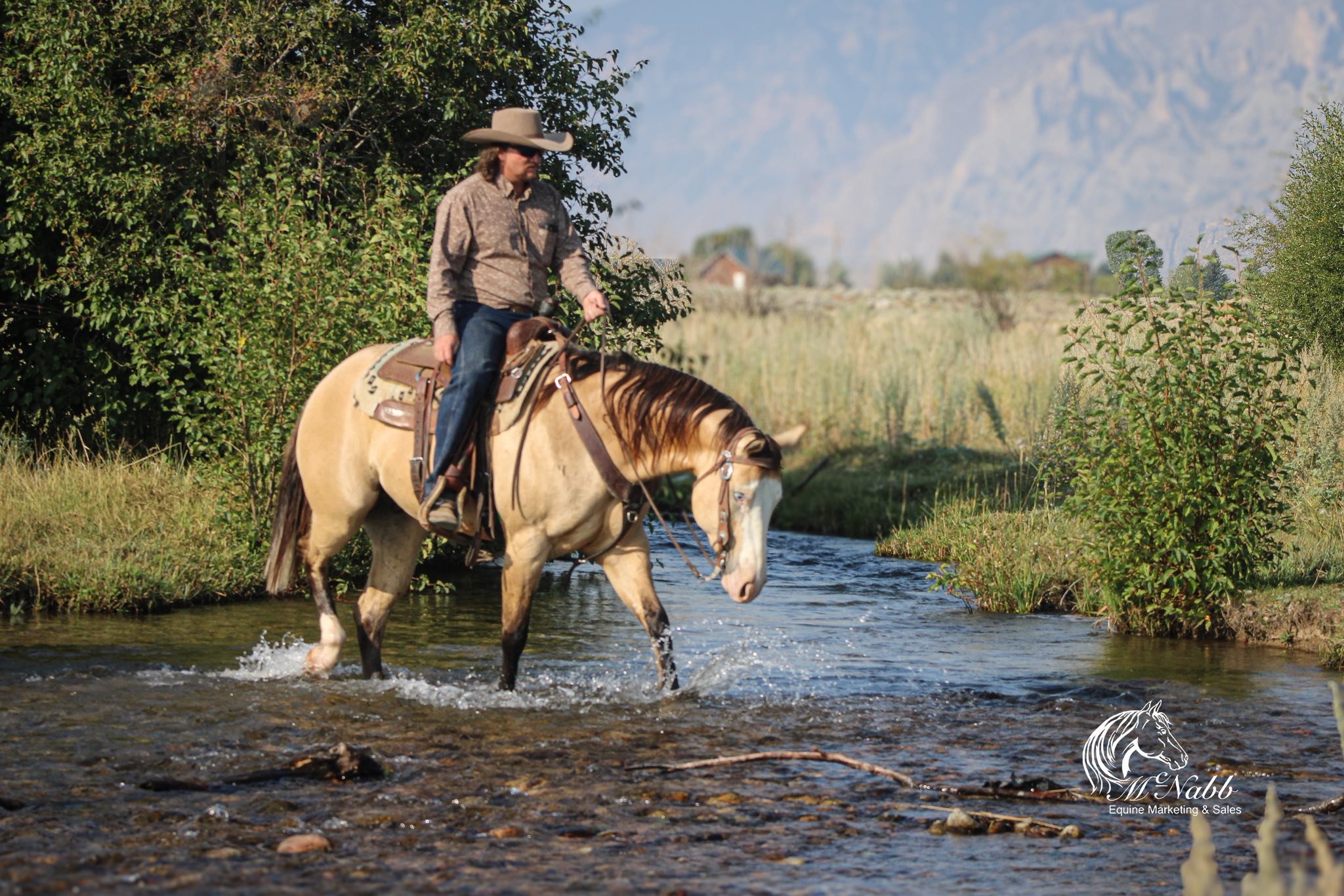 Quarter Circle 4R Ranch... - Quarter Circle 4R Ranch Horses