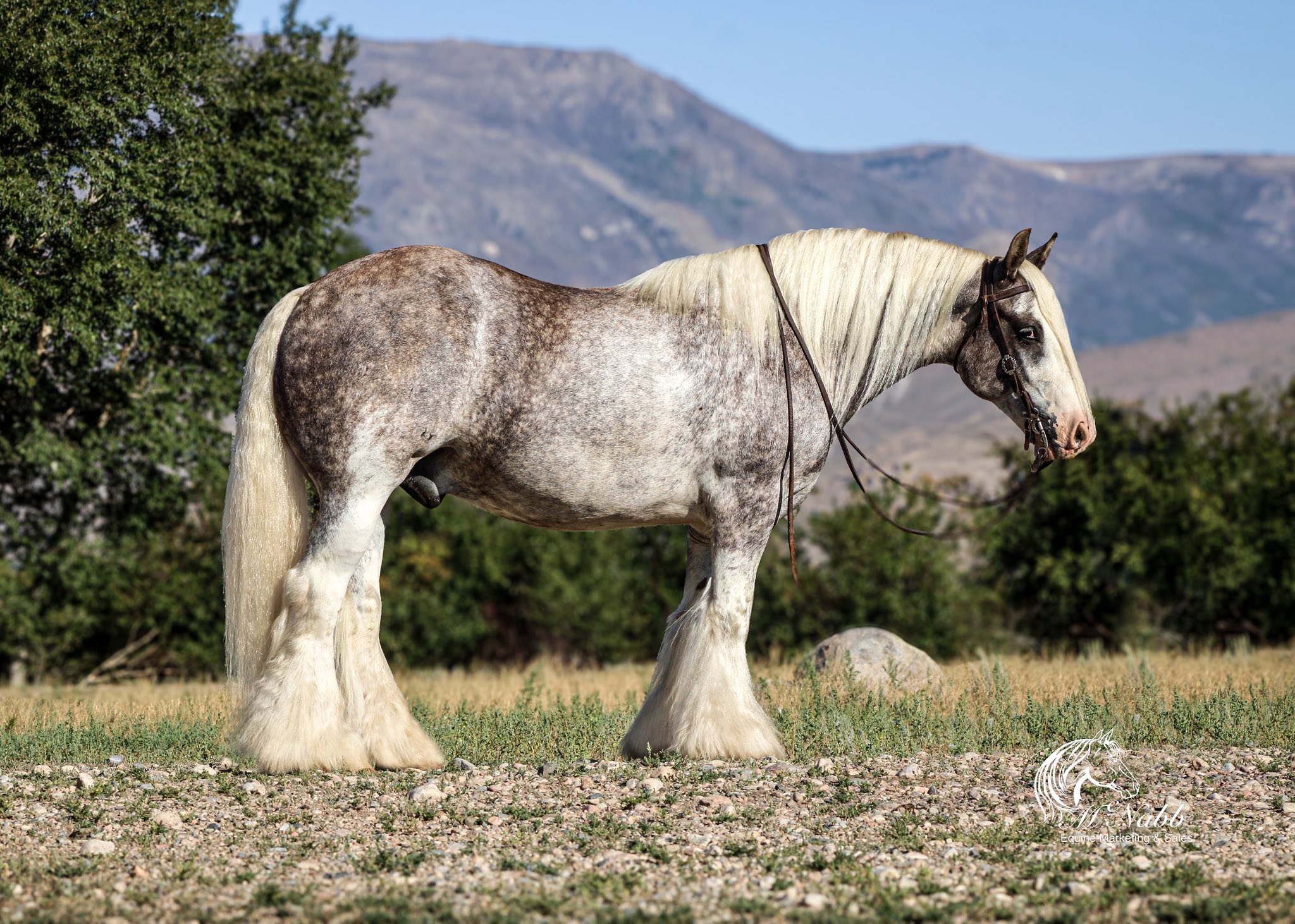 Quarter Circle 4R Ranch... - Quarter Circle 4R Ranch Horses