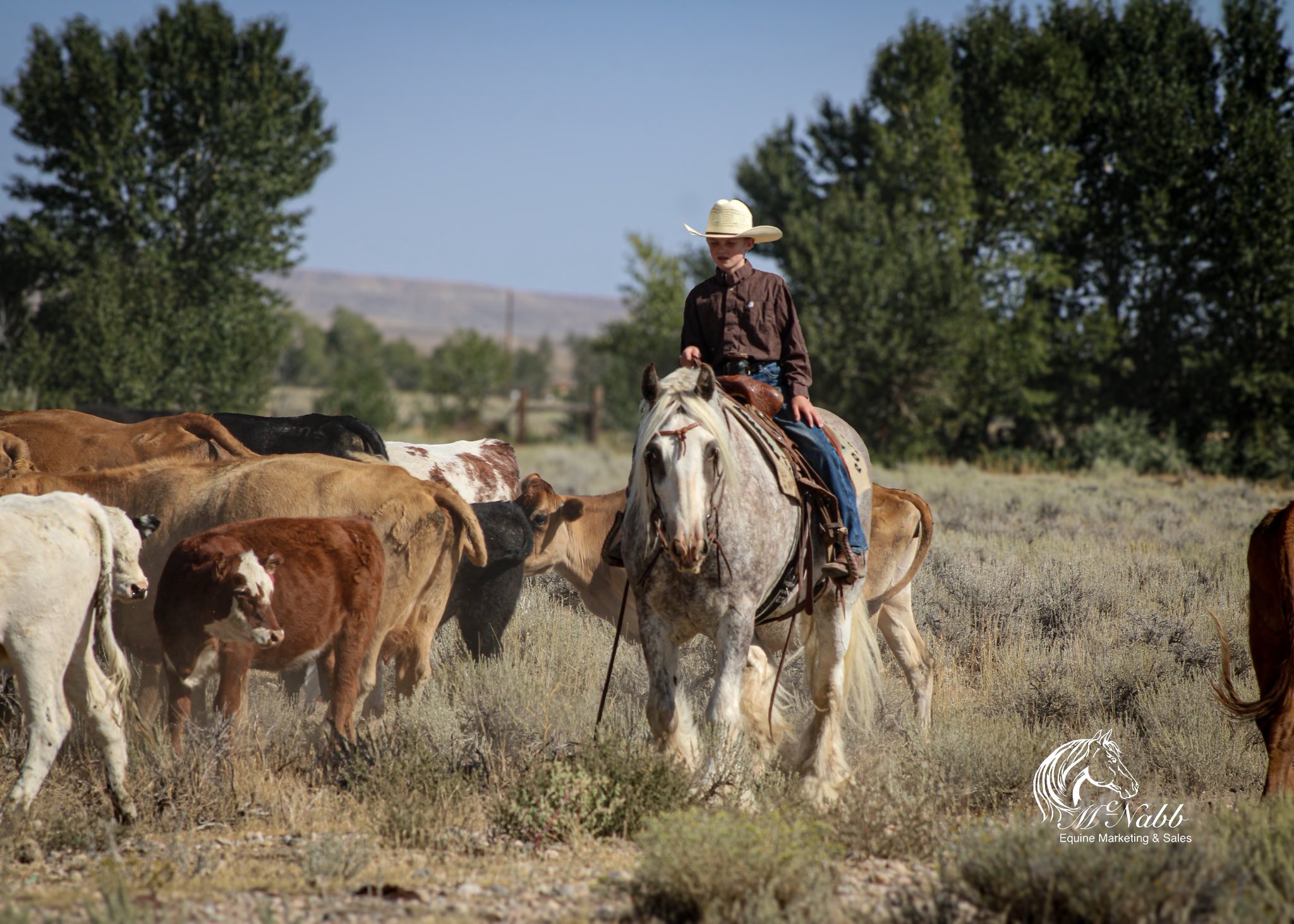 Quarter Circle 4R Ranch... - Quarter Circle 4R Ranch Horses
