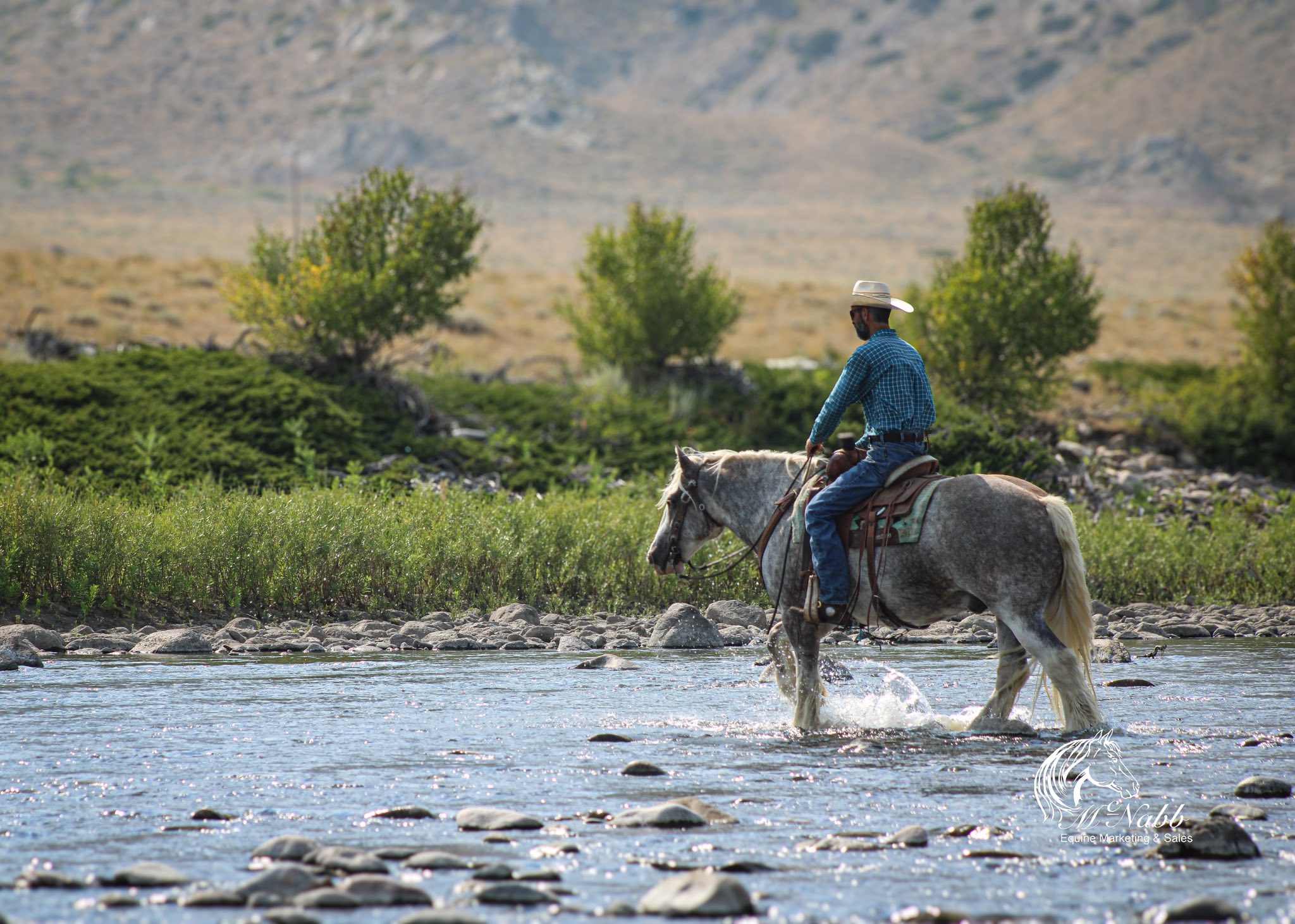 Quarter Circle 4R Ranch... - Quarter Circle 4R Ranch Horses