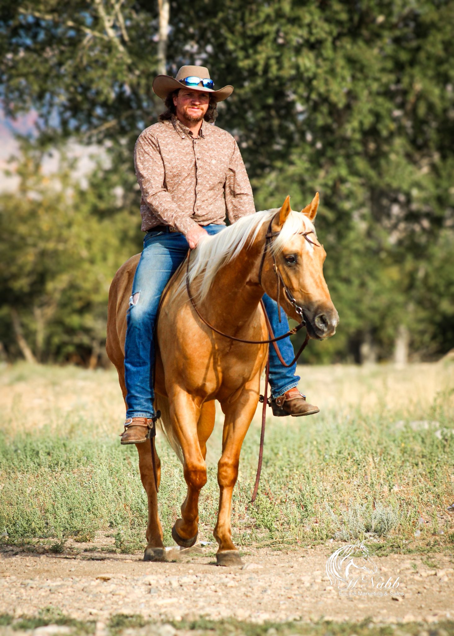 Quarter Circle 4R Ranch... - Quarter Circle 4R Ranch Horses