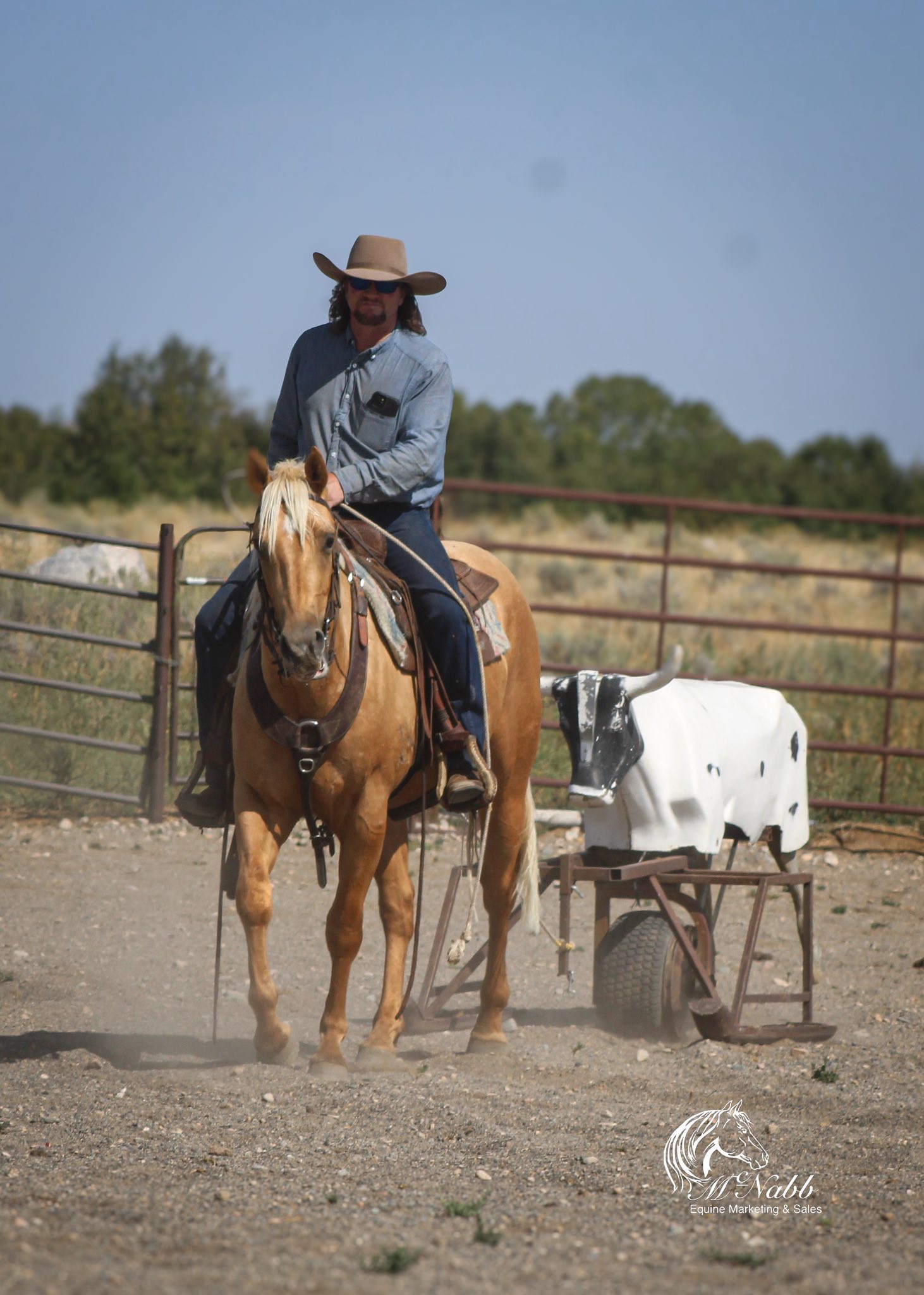 Quarter Circle 4R Ranch... - Quarter Circle 4R Ranch Horses