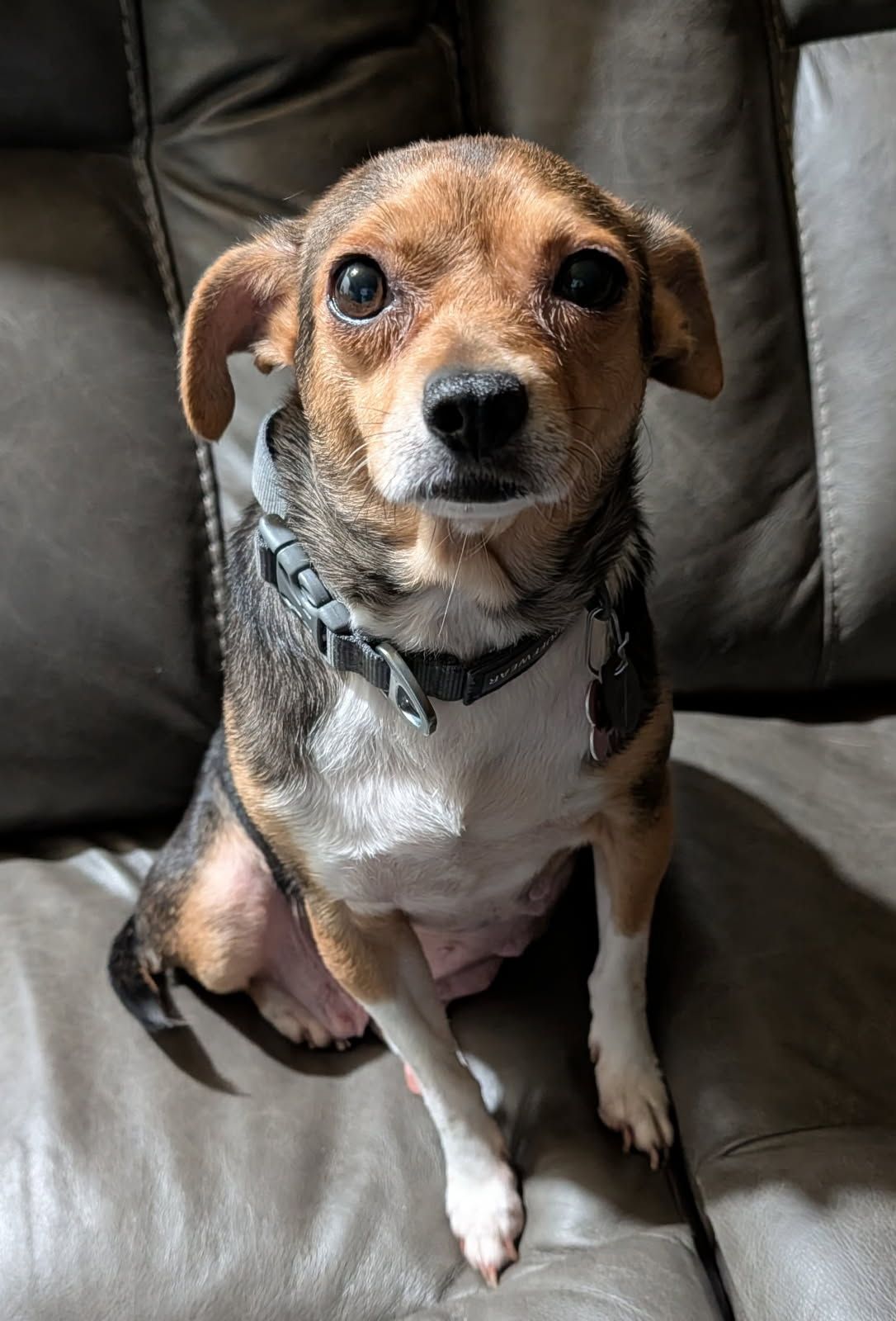 Smidget - Daisy | Facebook