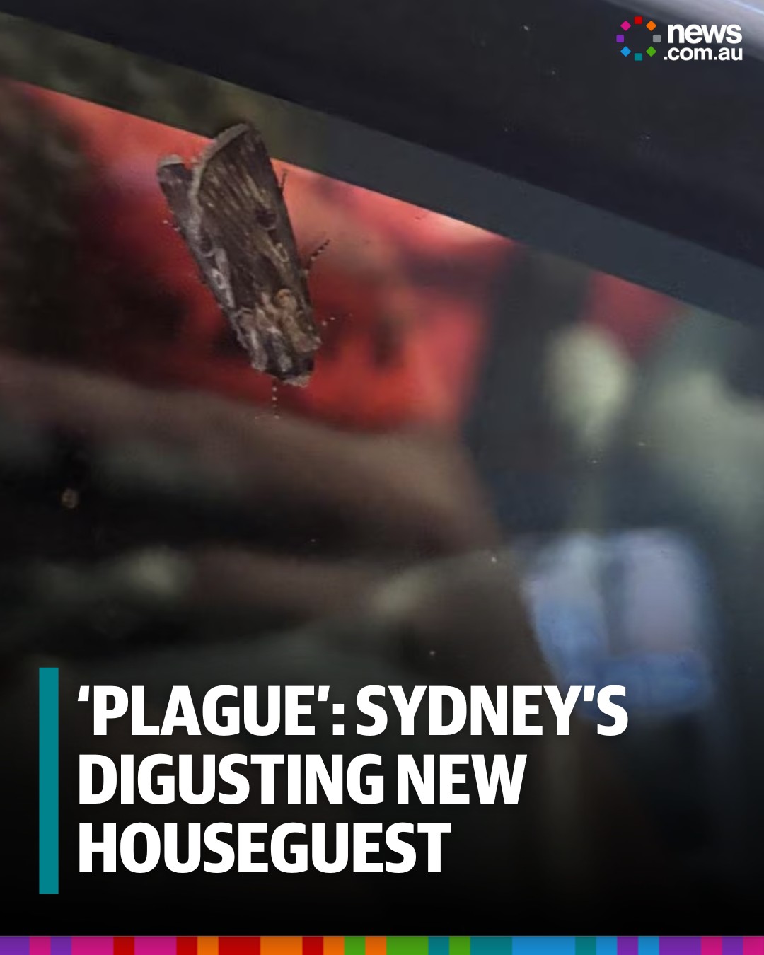 News.com.au - Why moths are swarming now and how long it could last ...
