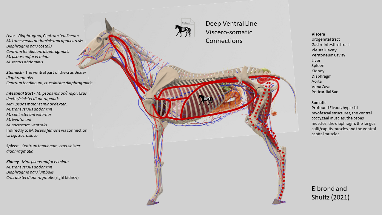 The Equine Documentalist - Did you know that your horses' organs and ...