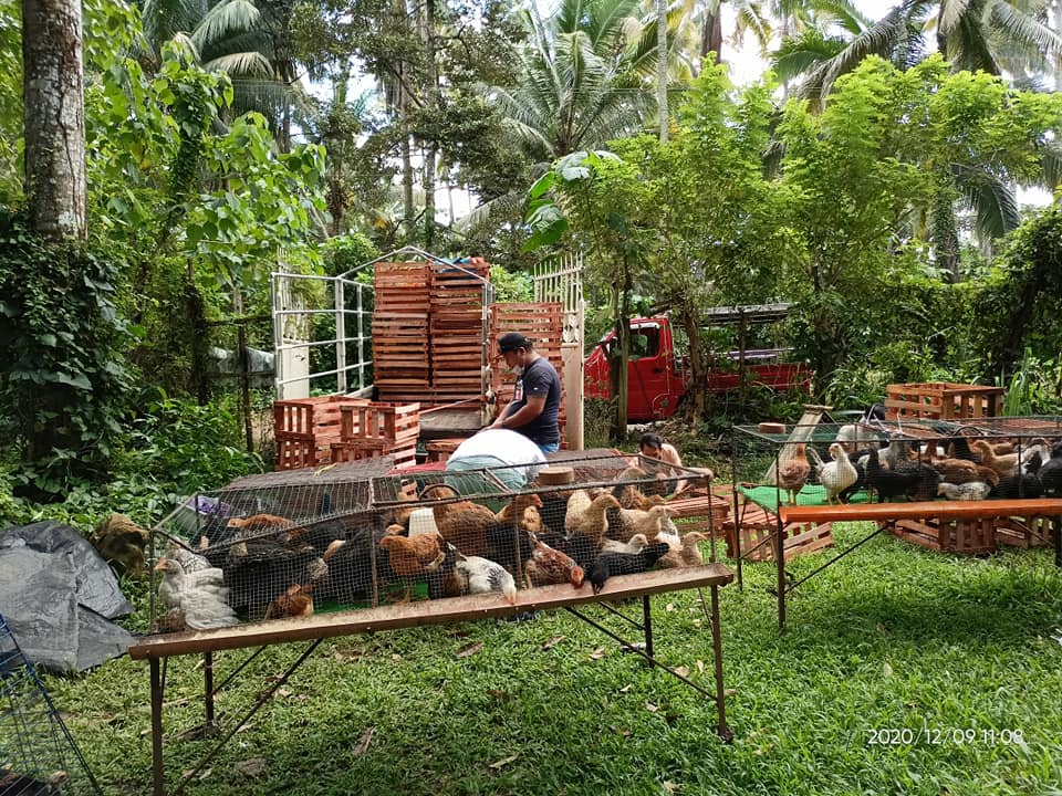 Free- Range Chicken A. Palmis Farm Davao | Davao City