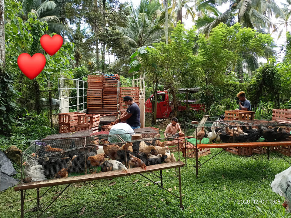 Free- Range Chicken A. Palmis Farm Davao | Davao City